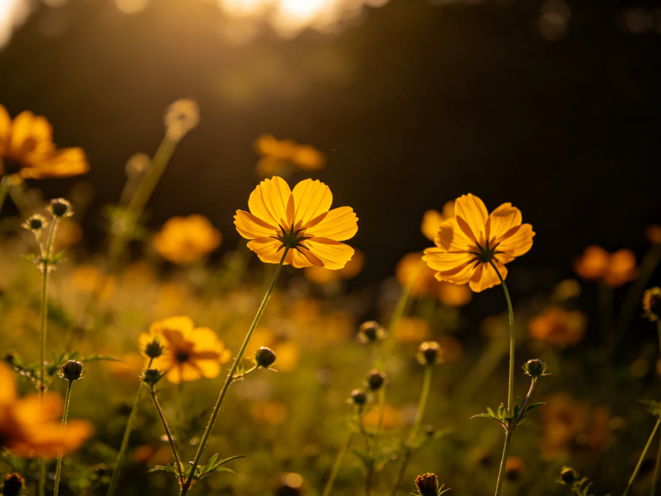 Vibrant yellow cosmos flowers bloom in a sunlit wildflower field at golden hour