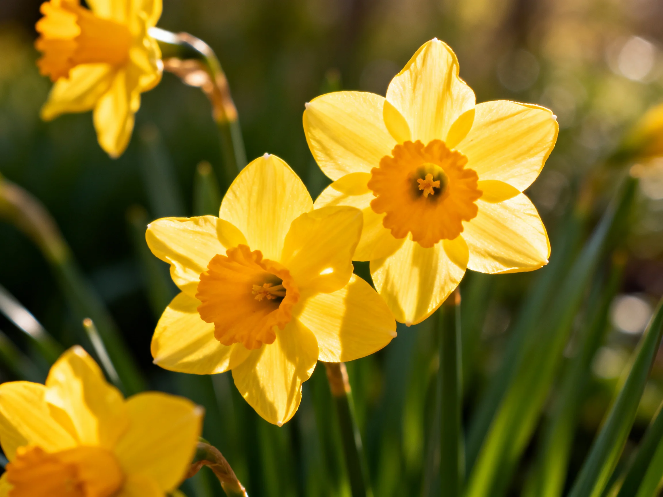 Vibrant yellow daffodils bloom amid lush greenery