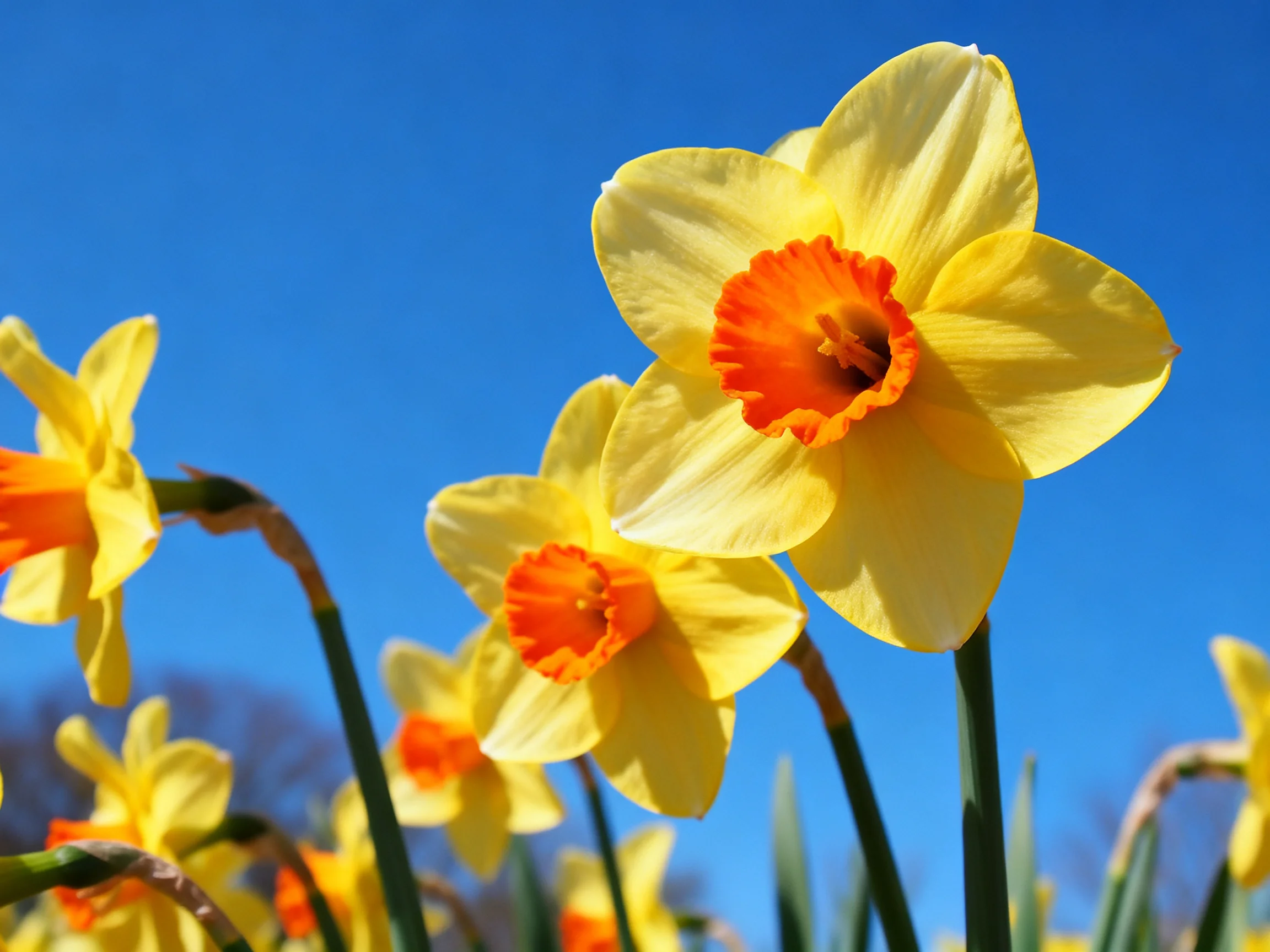 Vibrant yellow daffodils with orange centers bloom against a clear blue sky