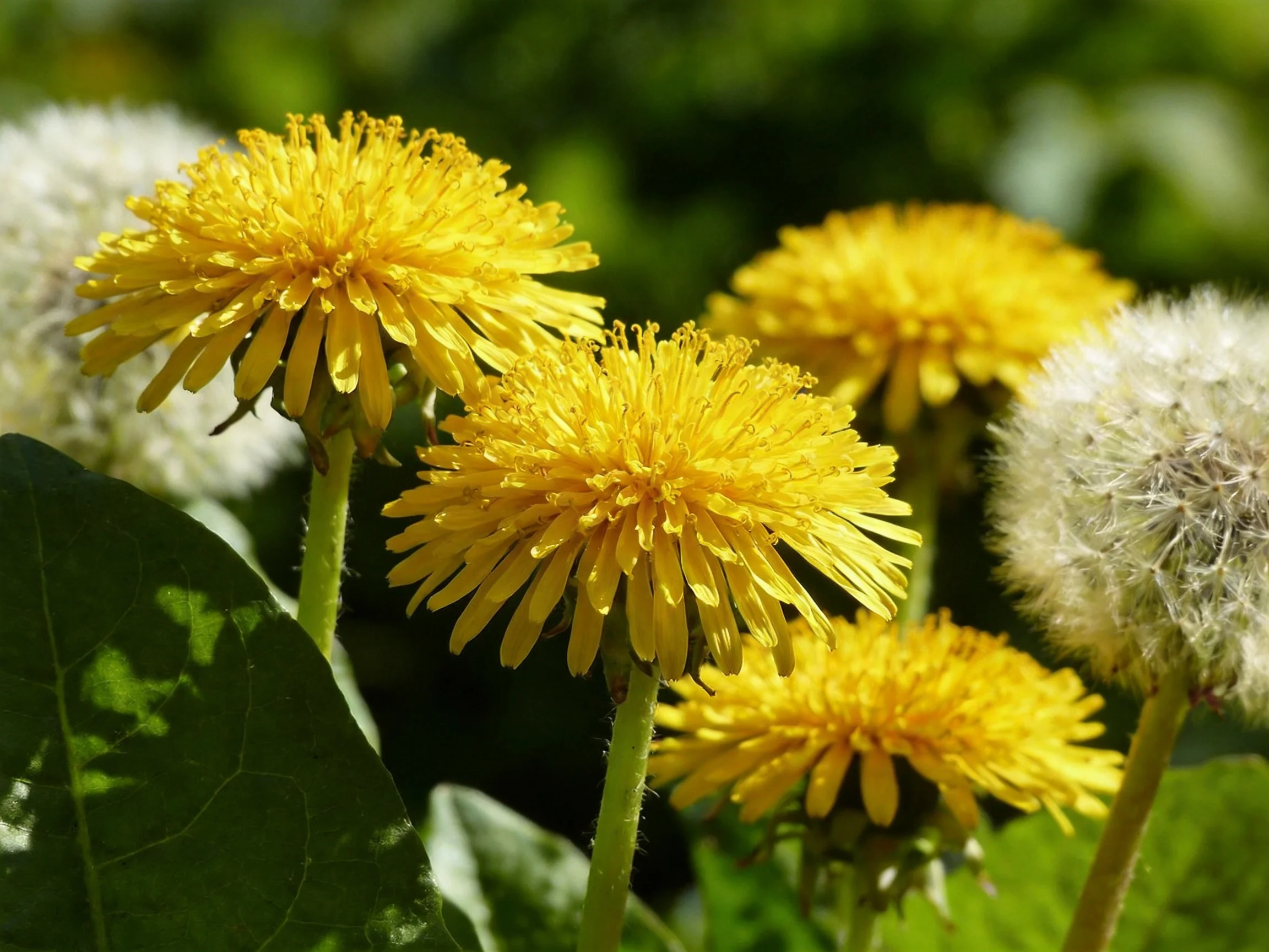 Vibrant yellow dandelion flowers and white seed heads amid green foliage