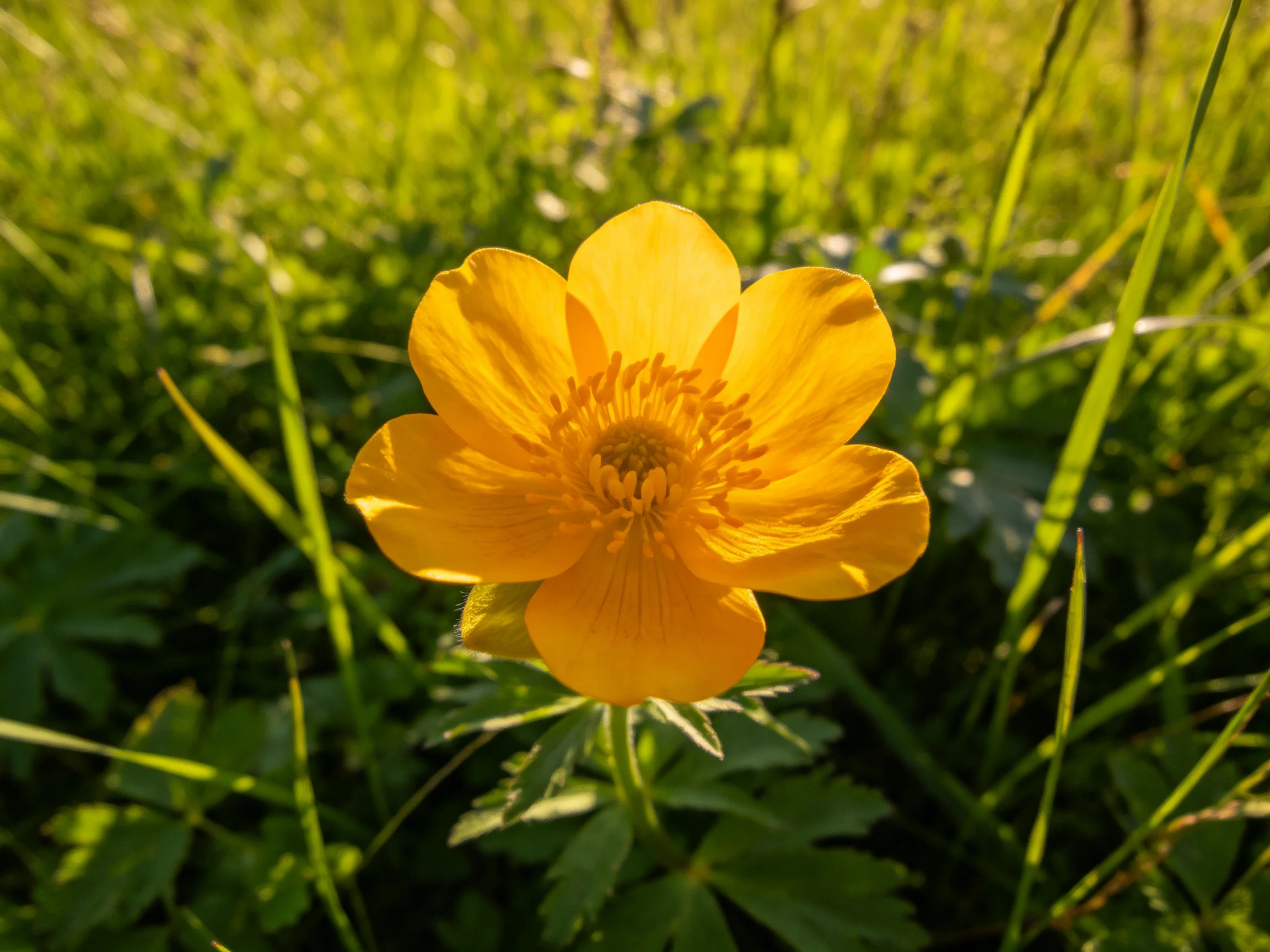 Vibrant yellow flower amidst lush green grass