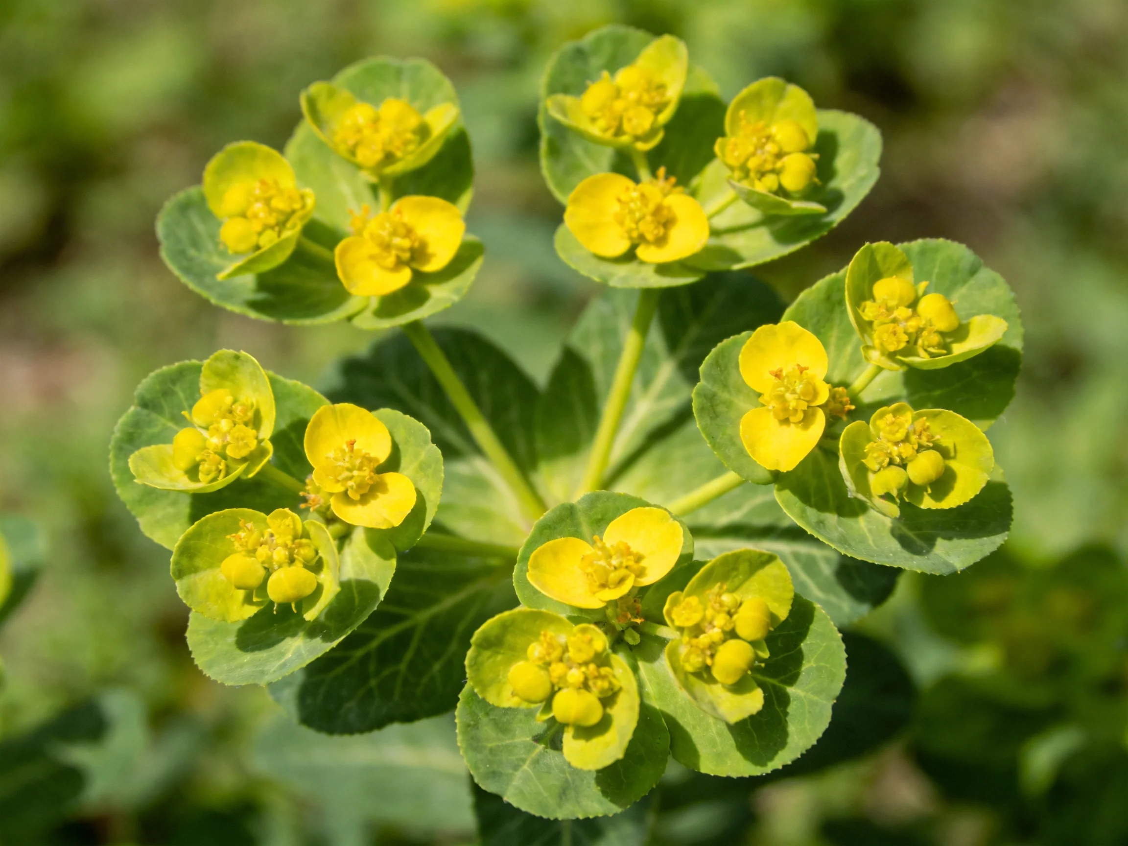 Close-up view of vibrant yellow flower clusters amid green leaves in nature.