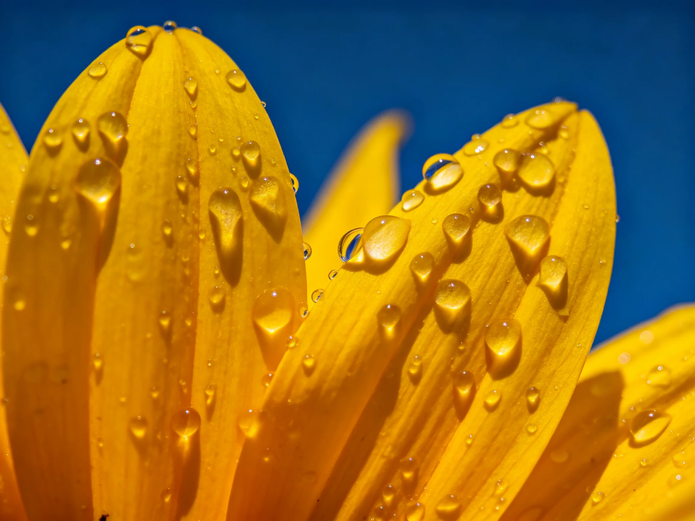 Vibrant yellow flower petals covered in glistening water droplets against a deep blue sky