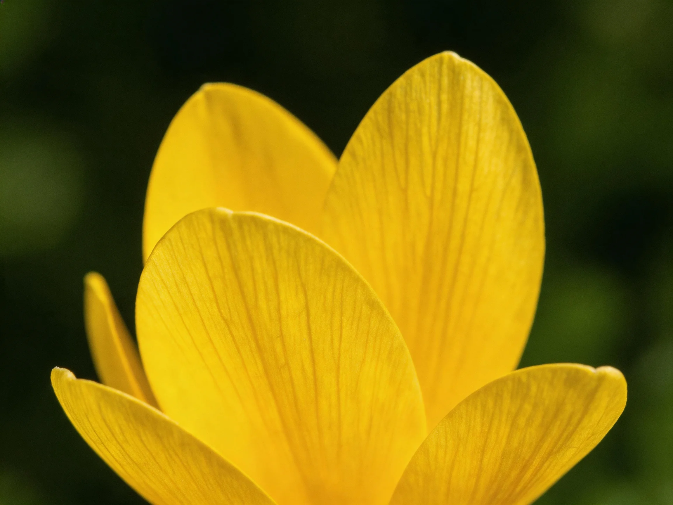 A close-up up of vibrant yellow flower petals with visible veining.