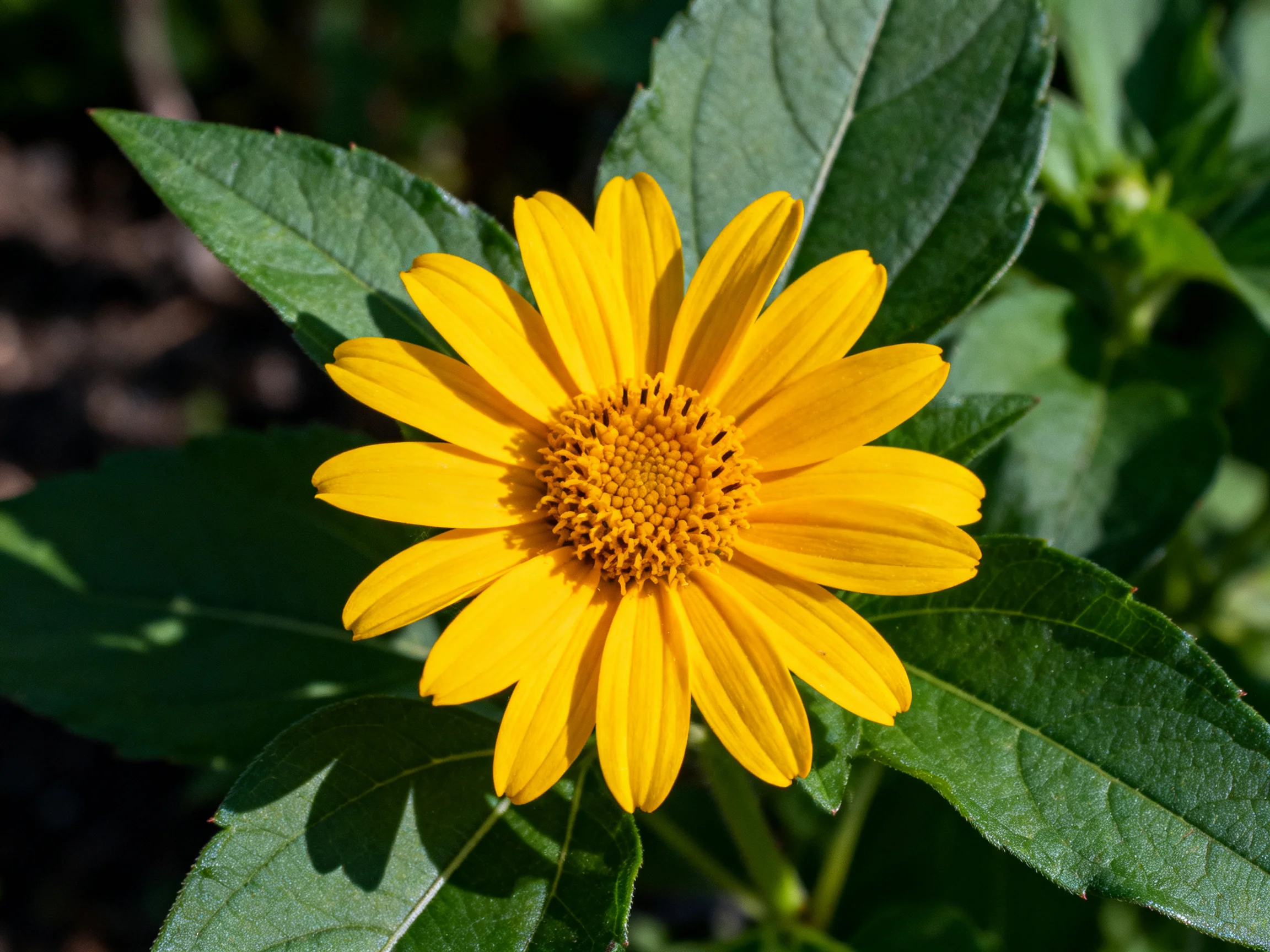 Vibrant yellow flower surrounded by broad green leaves