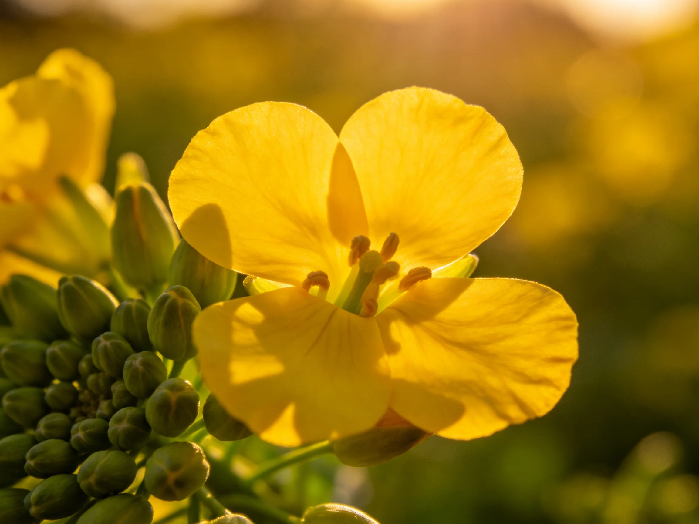 Vibrant yellow flower surrounded by green buds under warm sunlight