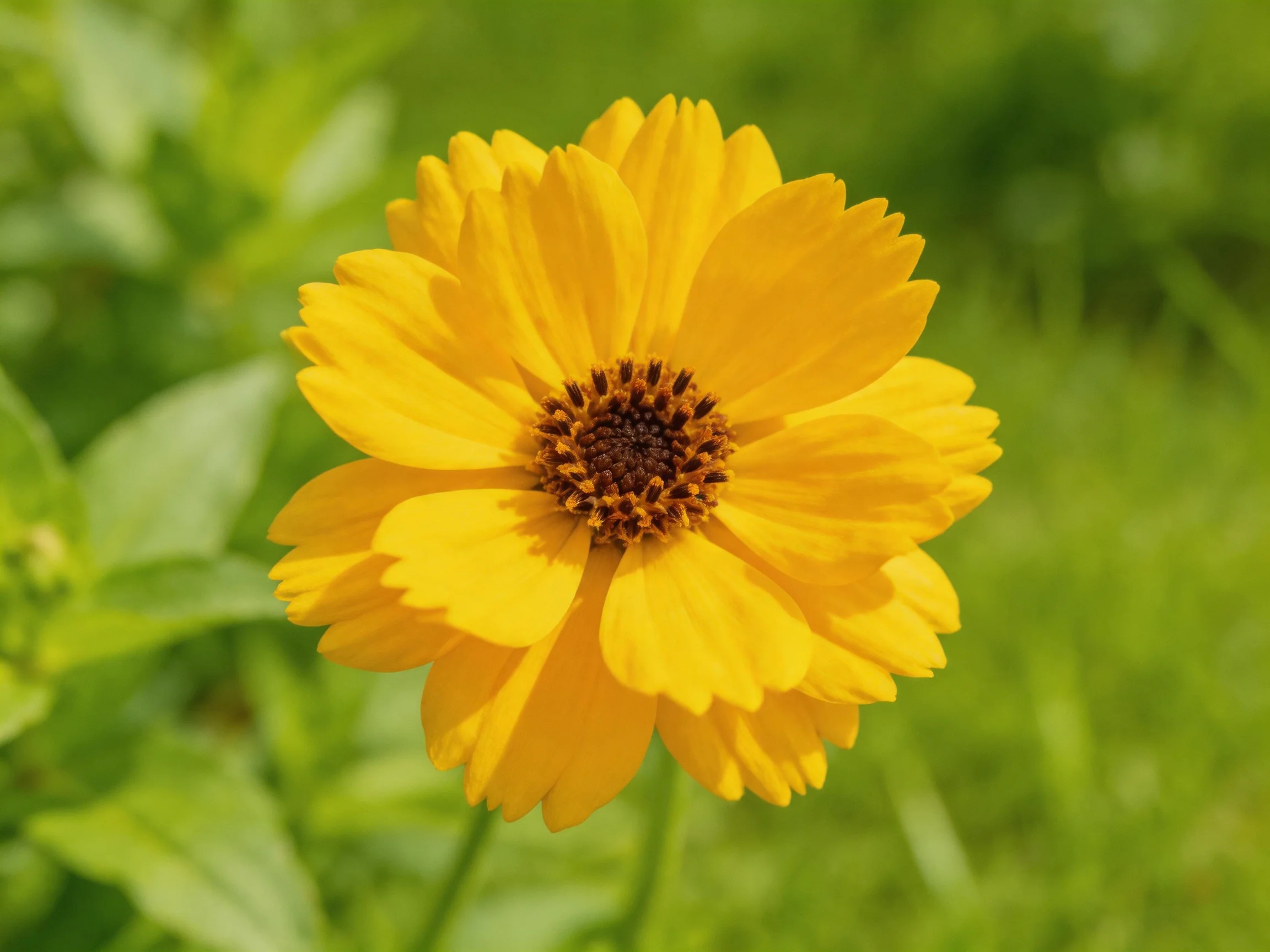 Vibrant yellow flower with layered petals and brown center