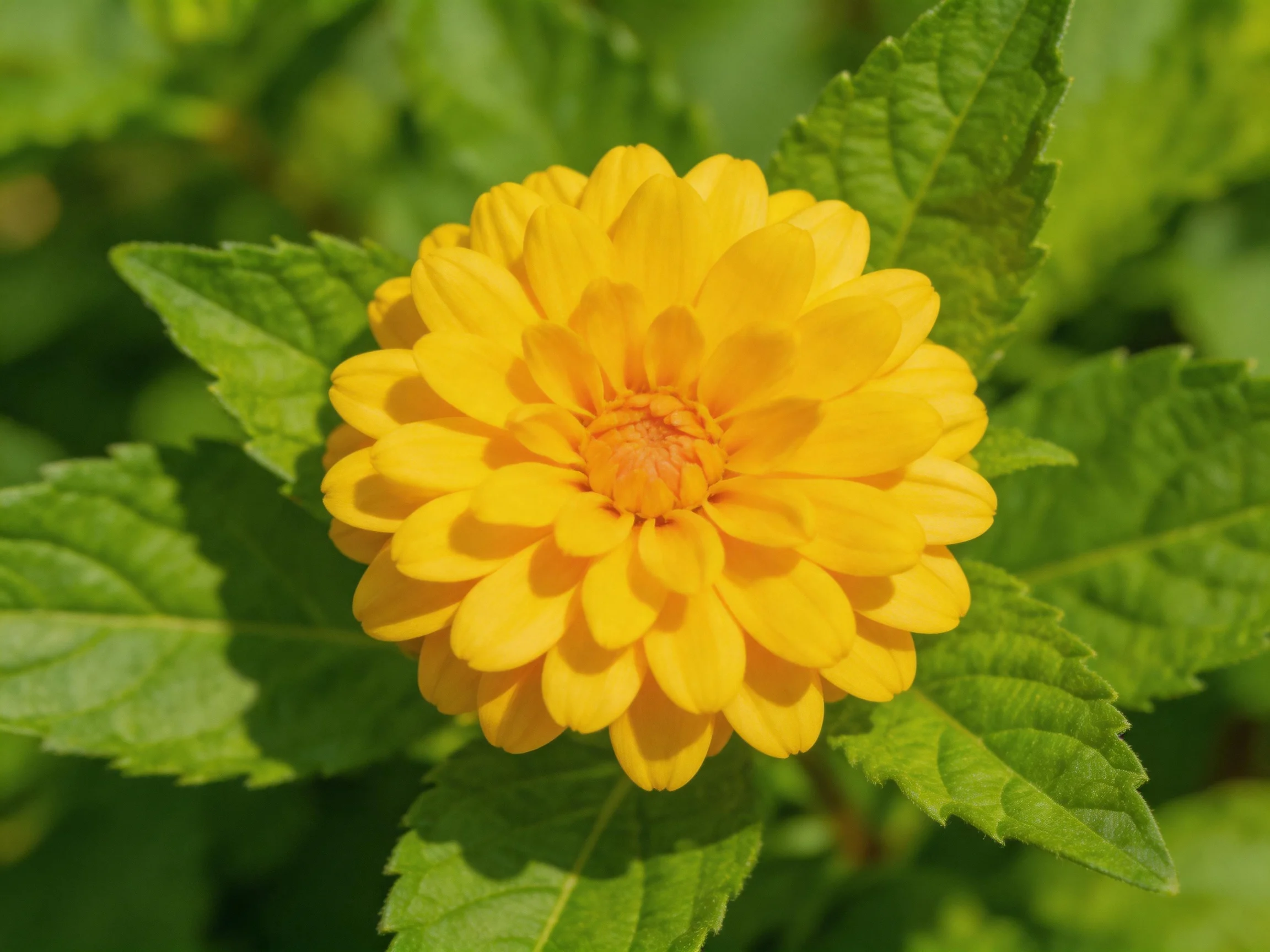 Vibrant yellow flower with lush green leaves