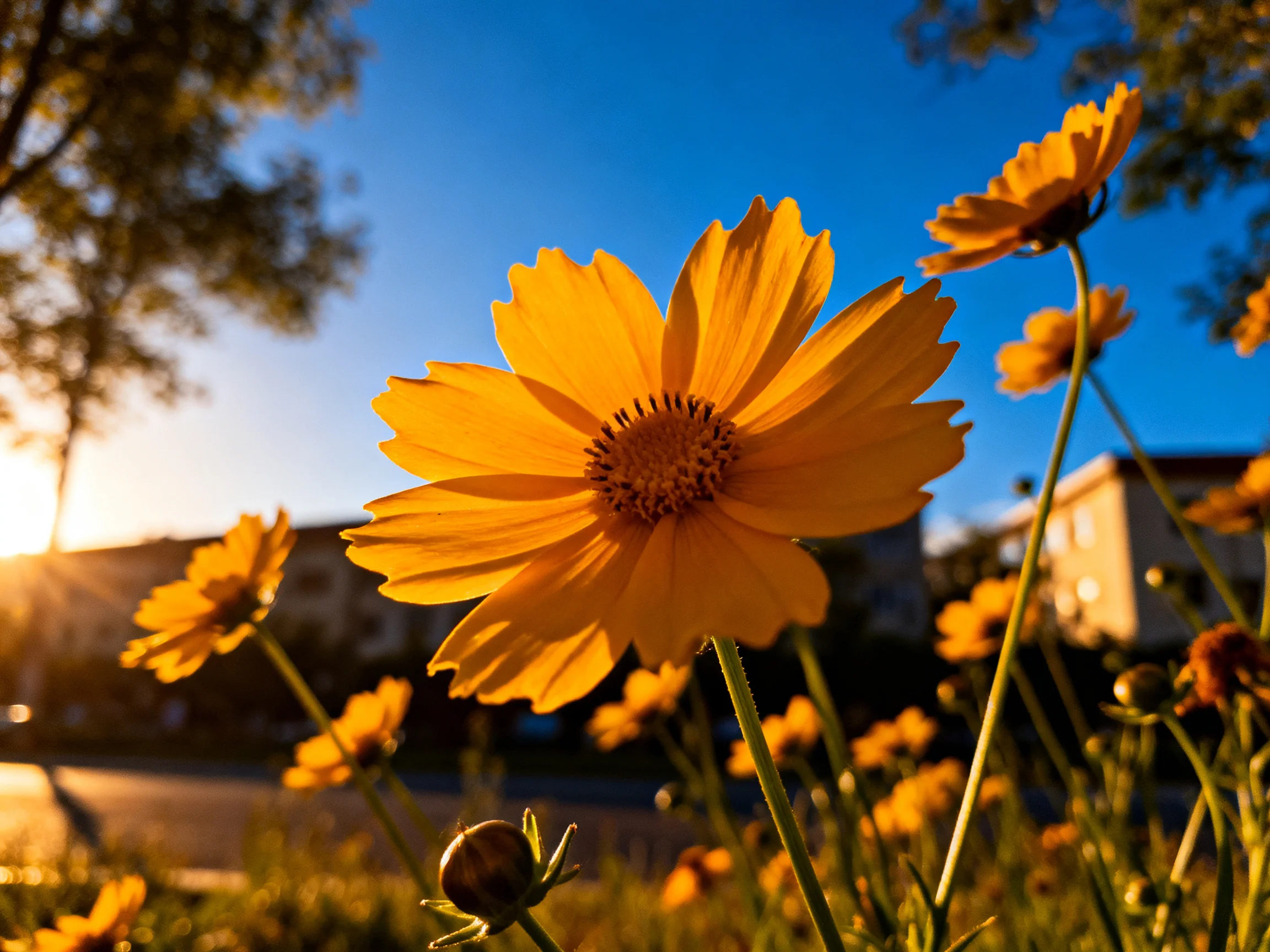 Vibrant yellow flowers bathed in golden sunlight against a clear blue sky
