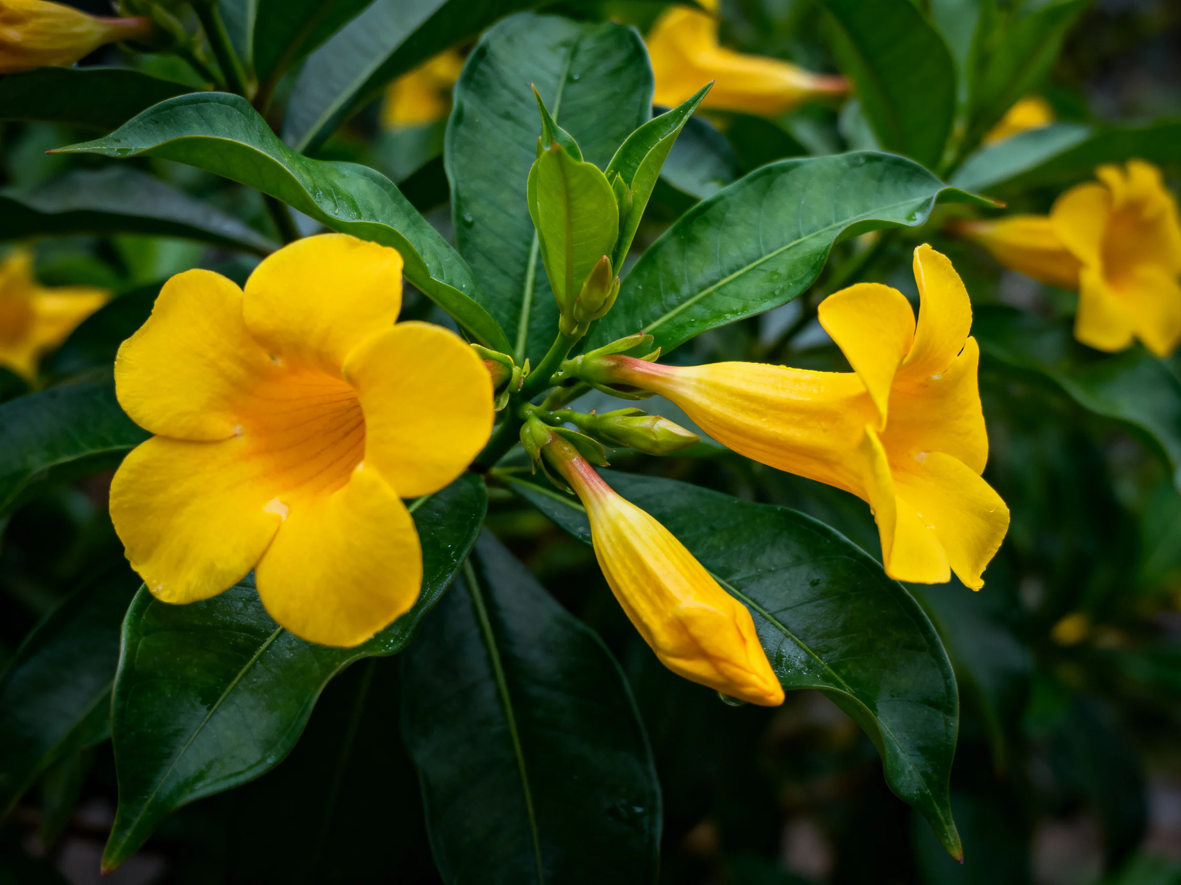 Vibrant yellow flowers bloom among glossy green foliage