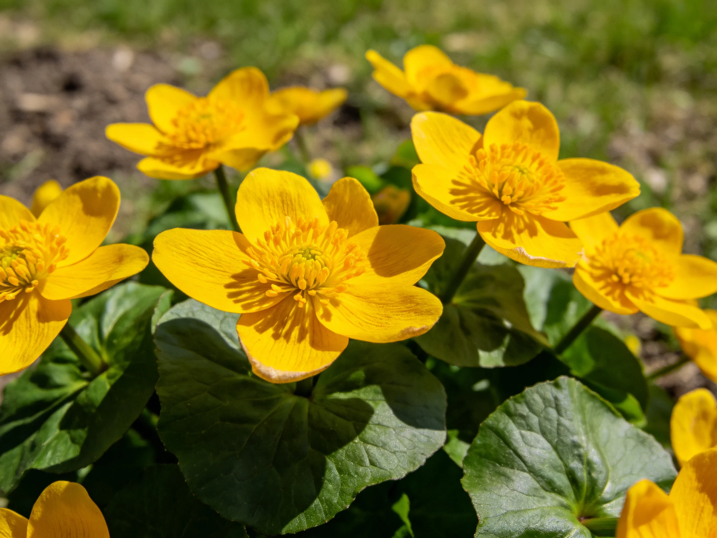 Vibrant yellow flowers cluster amid glossy green foliage