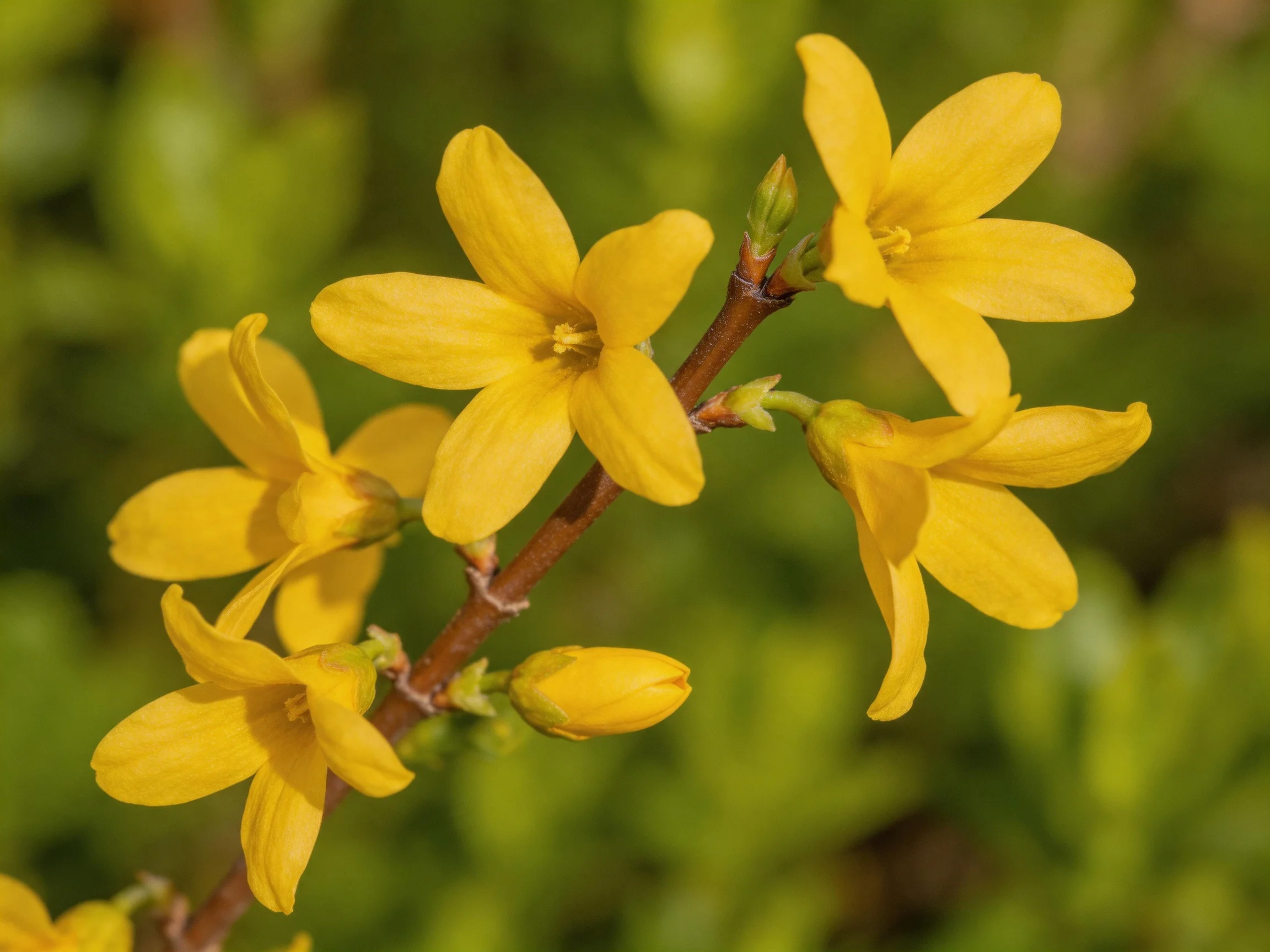 Vibrant yellow flowers cluster on a brown stem with green foliage