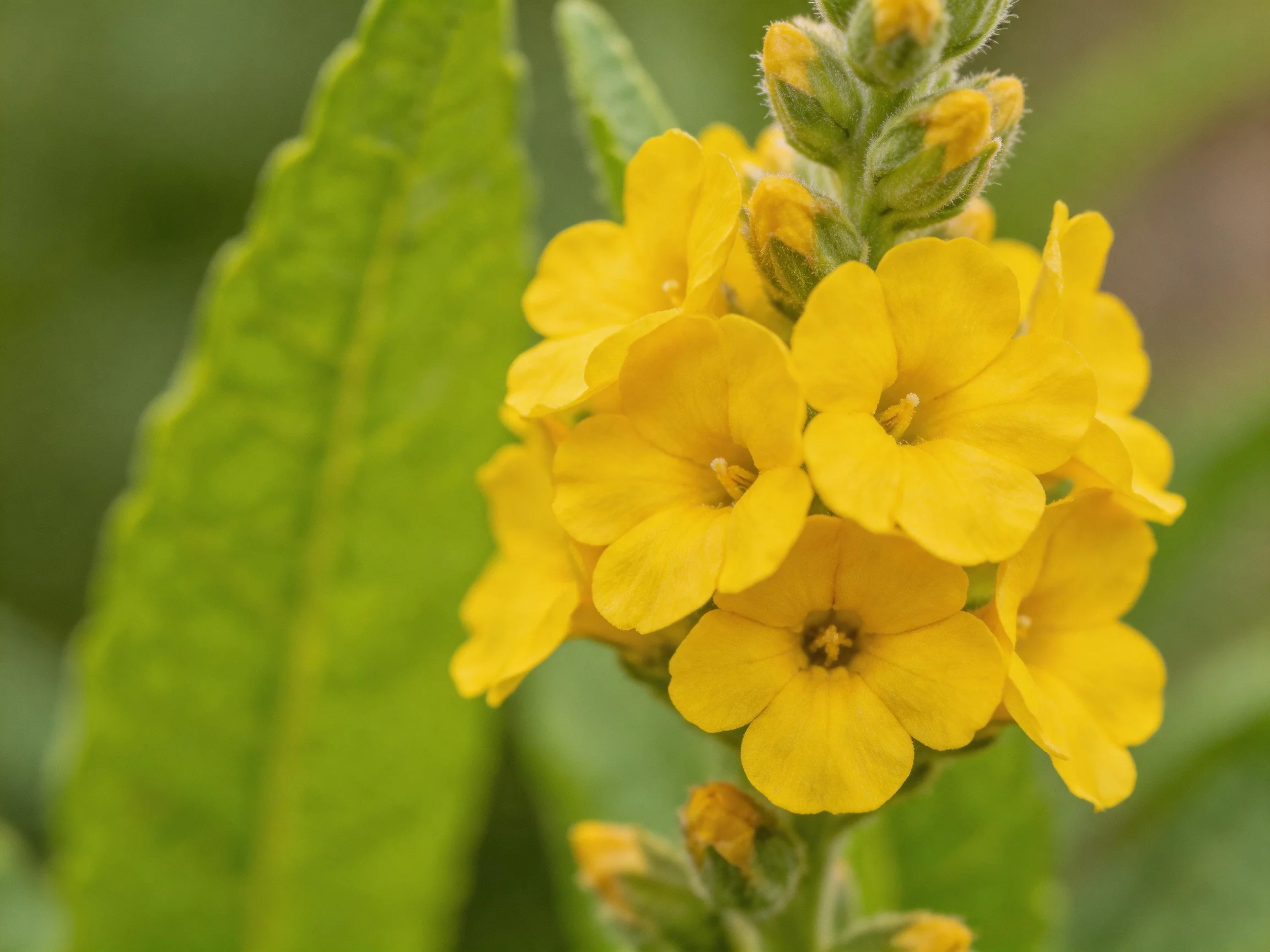 Vibrant yellow flowers clustered near large green leaves