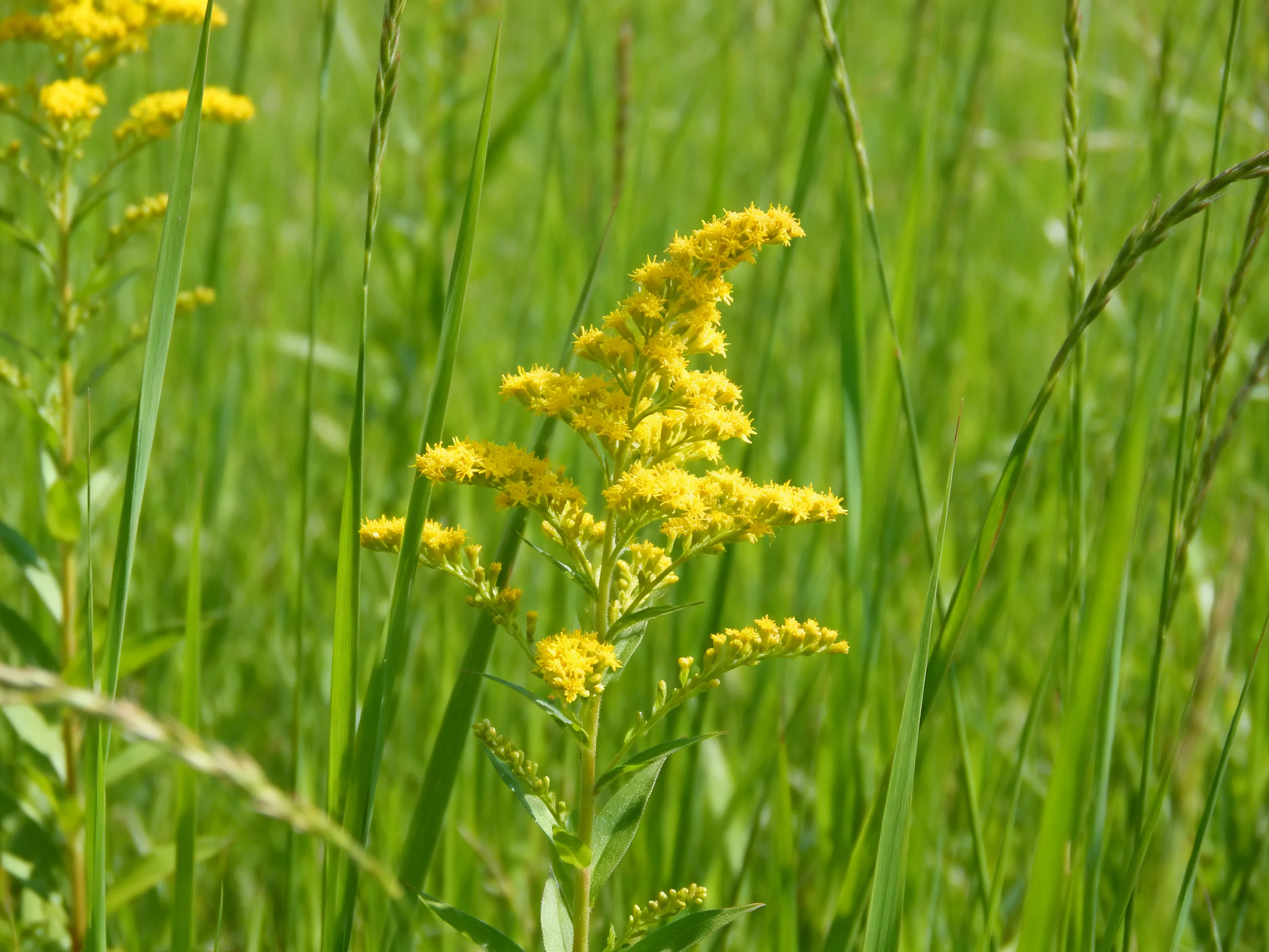 Vibrant yellow goldenrod blooms among tall green grasses in a sunlit field