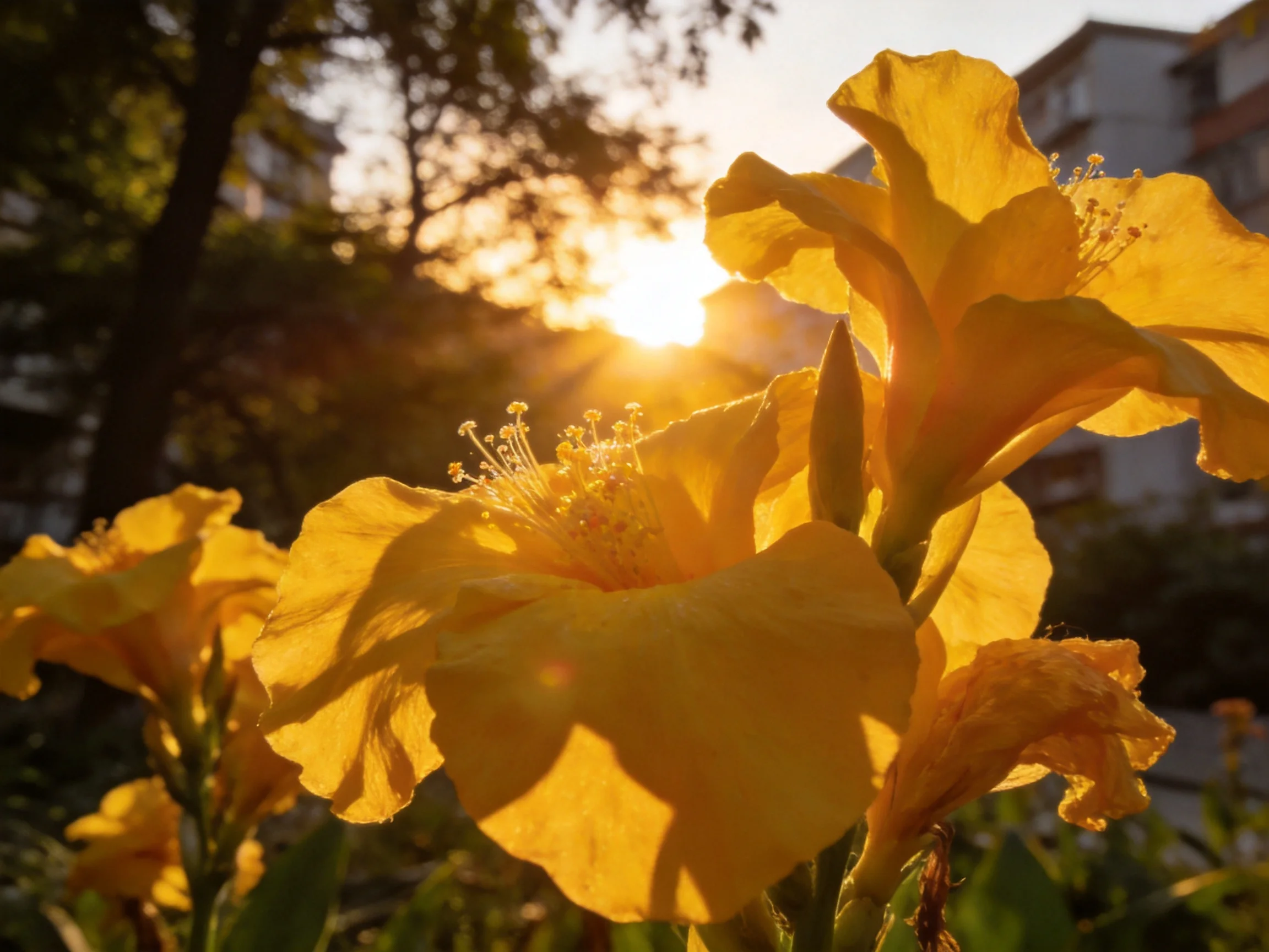 Vibrant yellow hibiscus blooms glow under golden sunset light