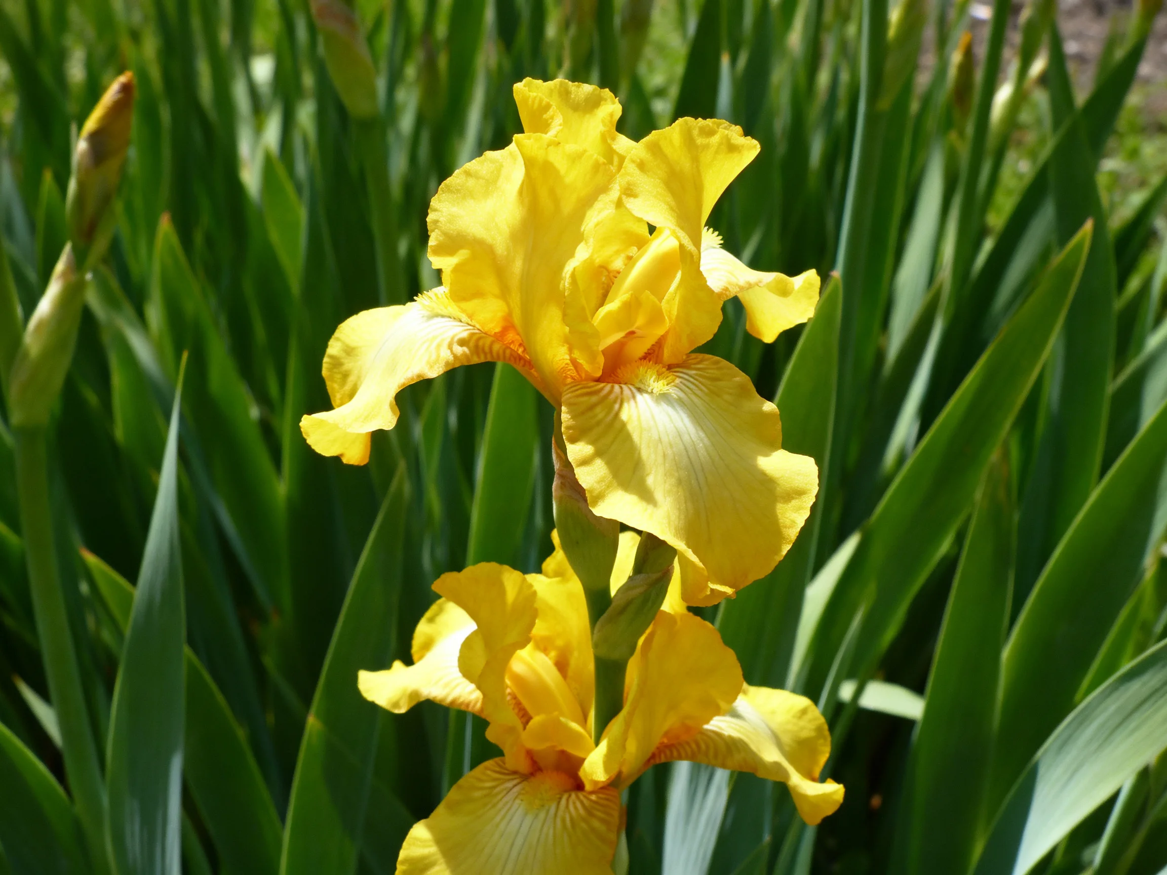 Vibrant yellow irises bloom amid lush green foliage