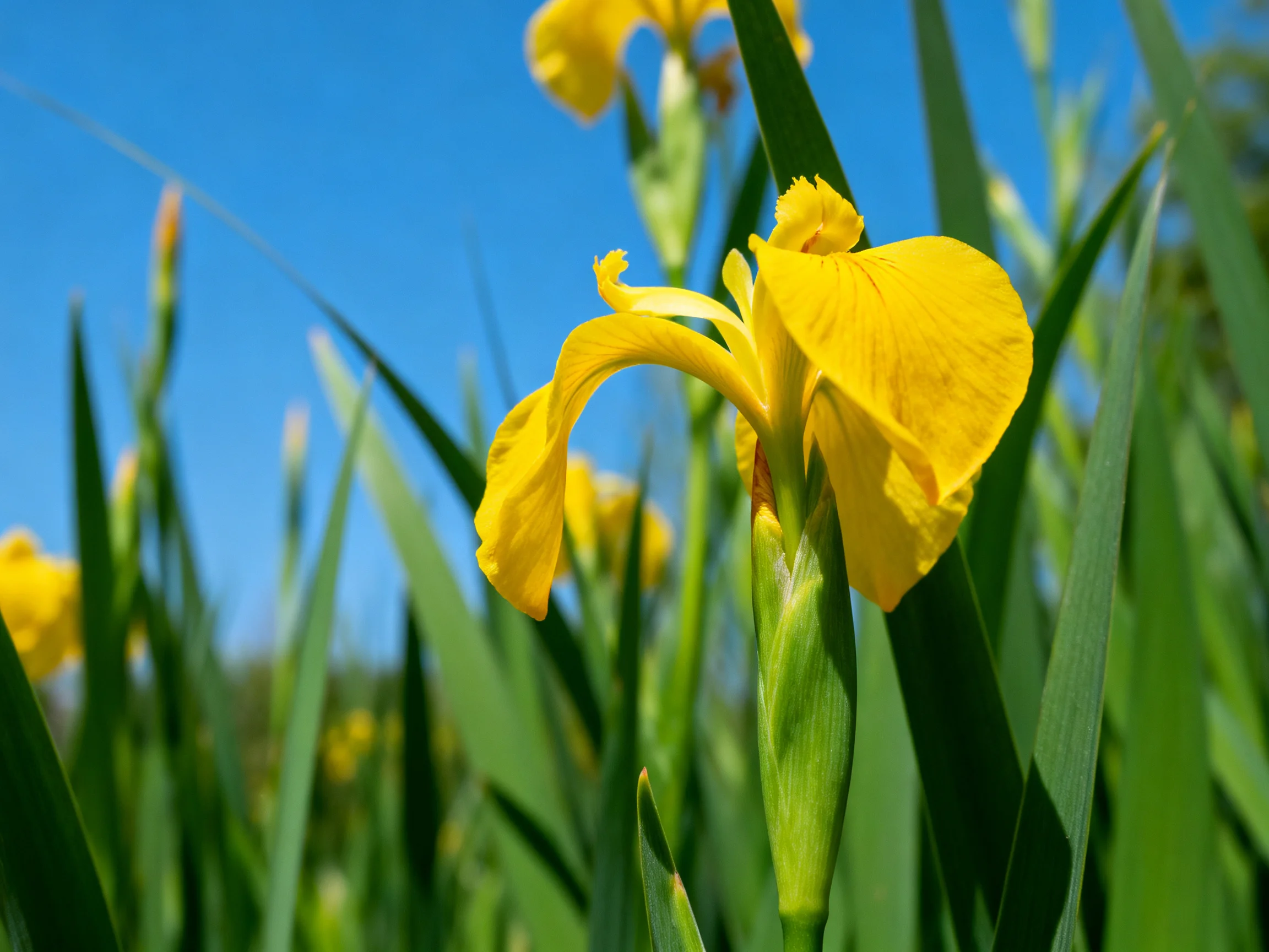 Vibrant yellow irises bloom among tall green foliage under a clear blue sky