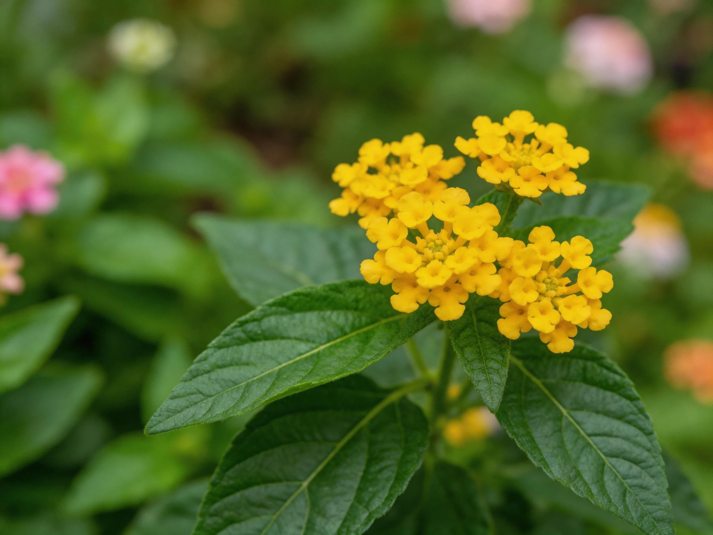 Vibrant yellow lantana blooms with glossy green foliage
