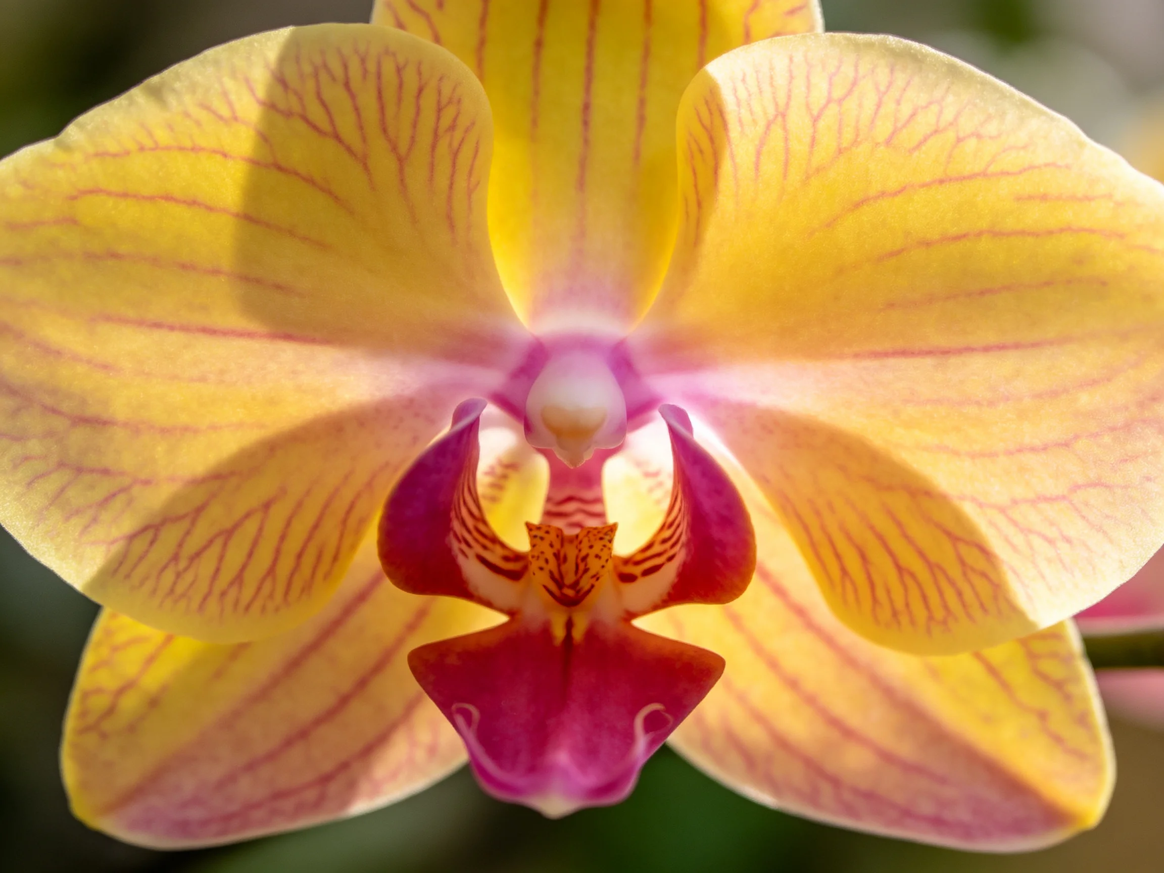 Vibrant yellow orchid with pink striped petals and purple center