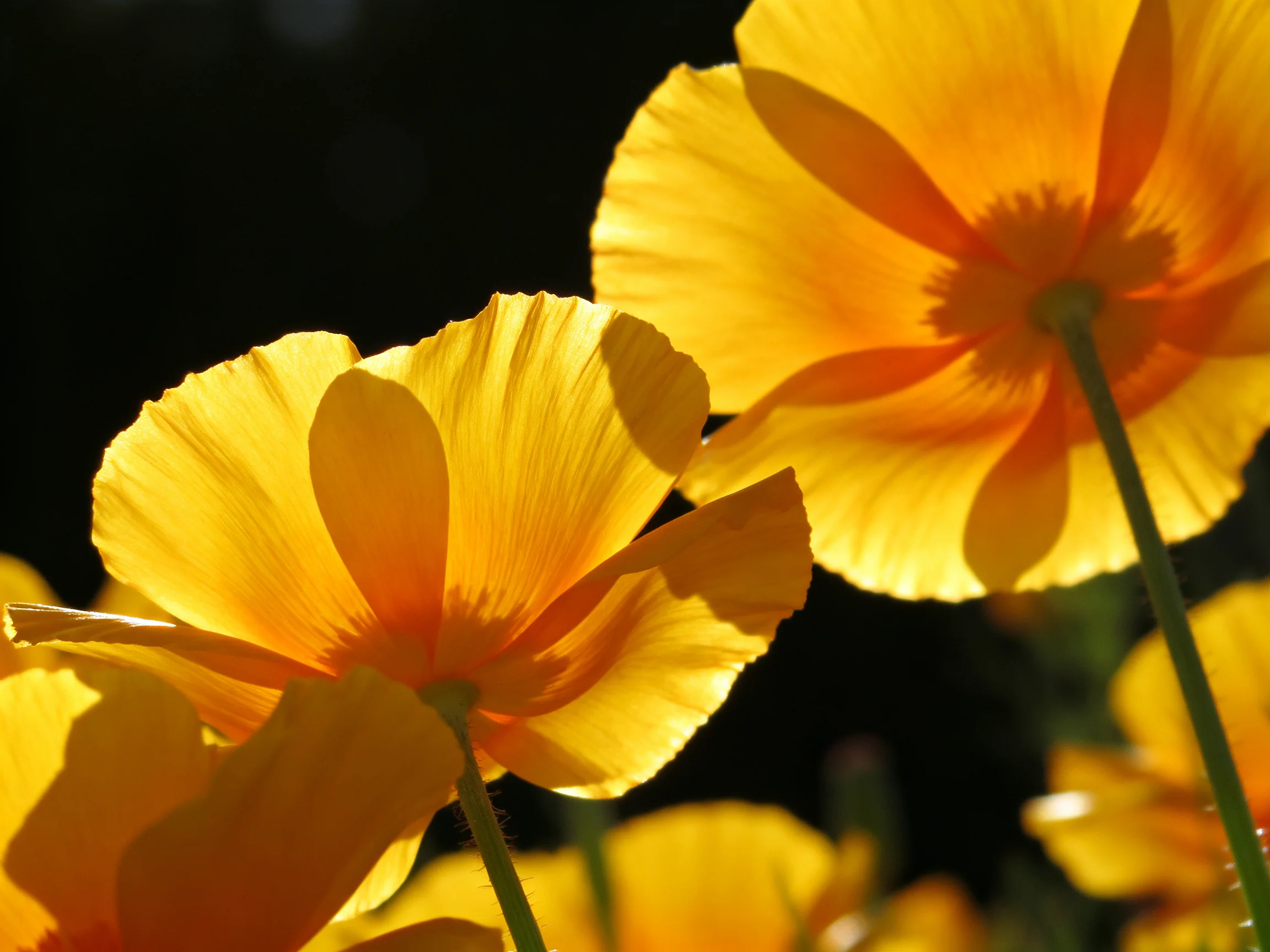 Vibrant yellow poppies illuminated by bright sunlight