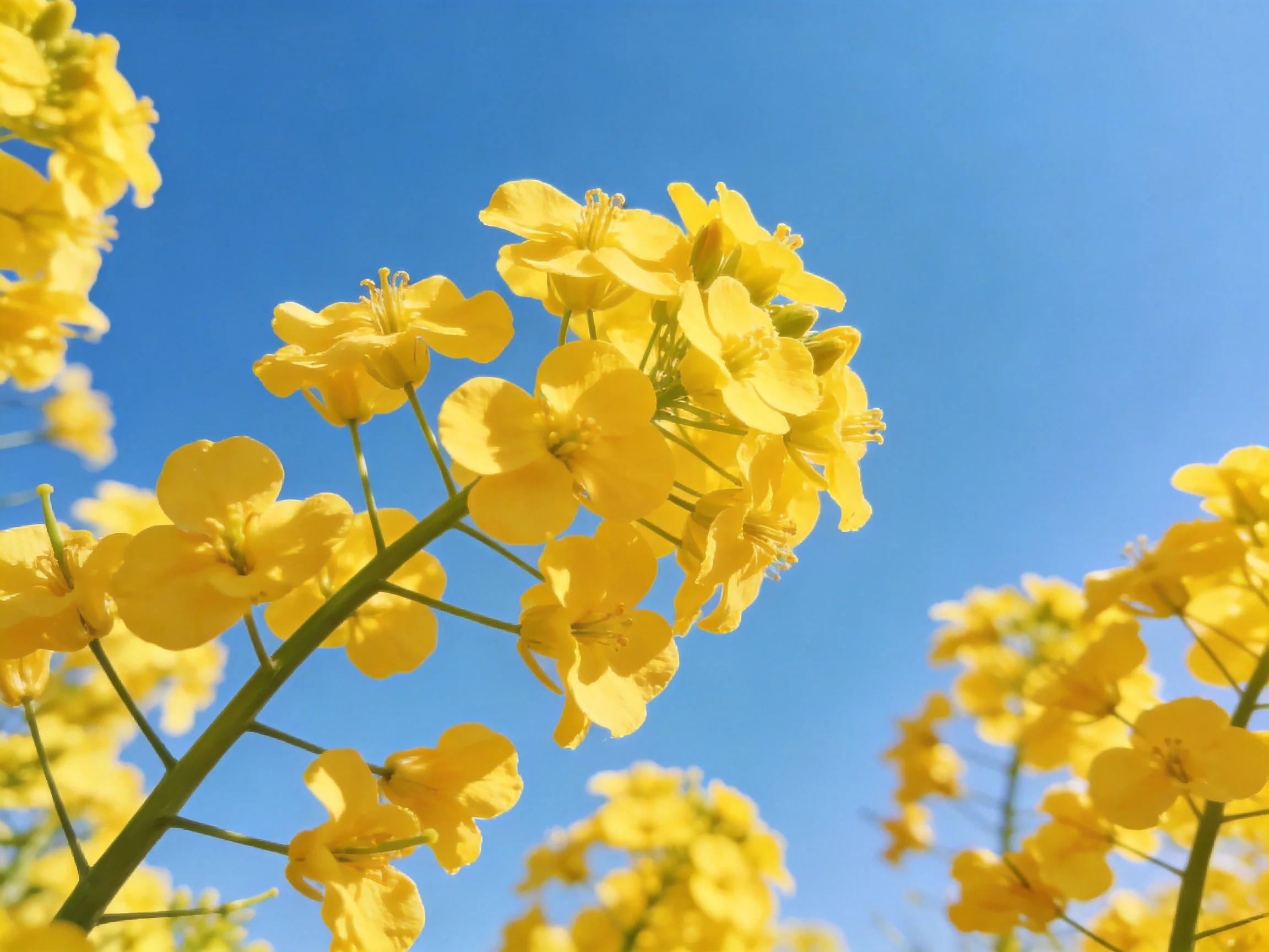 Vibrant yellow rapeseed blooms against a clear blue sky