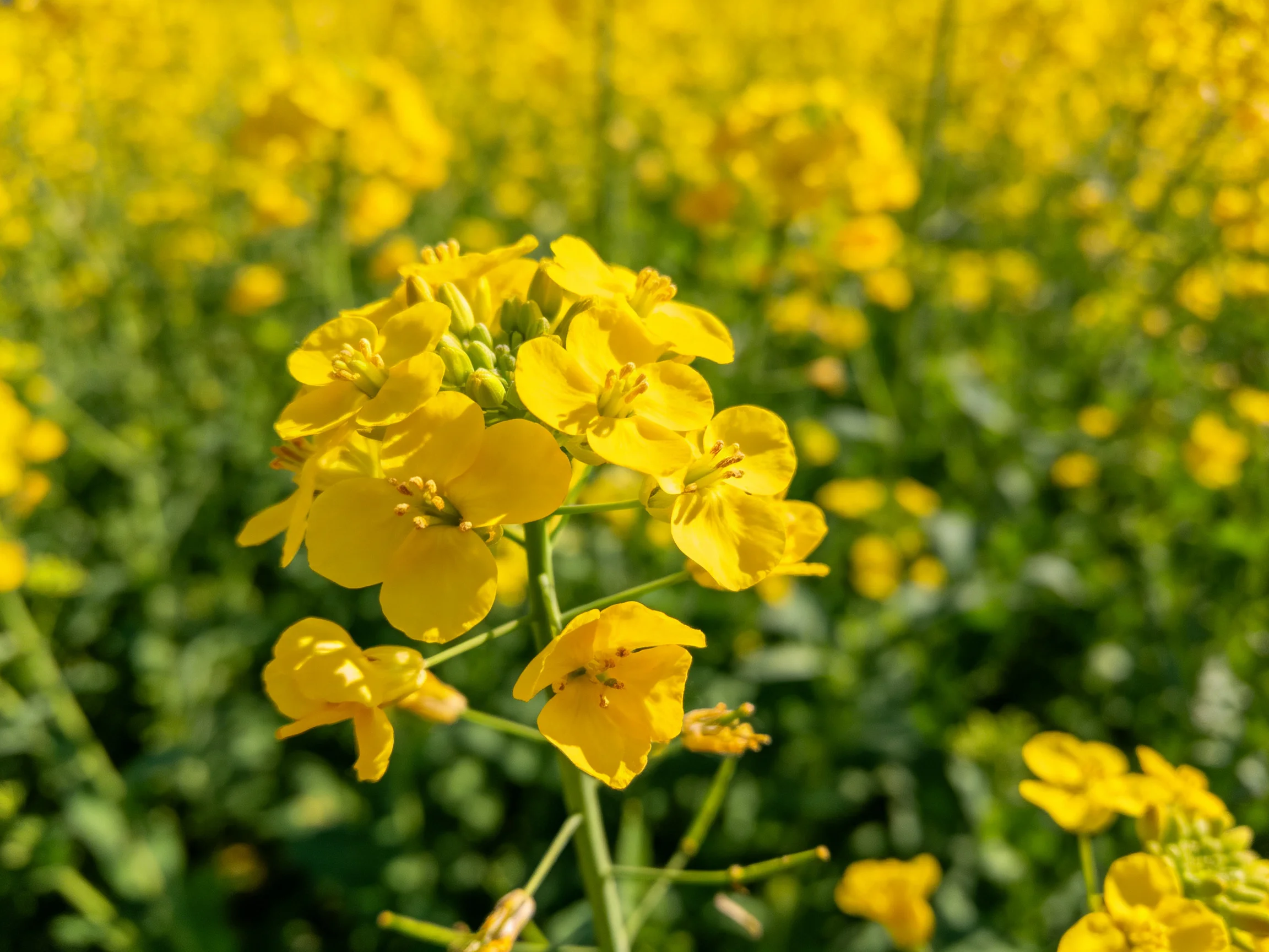 Vibrant yellow rapeseed blooms fill a sun-drenched field