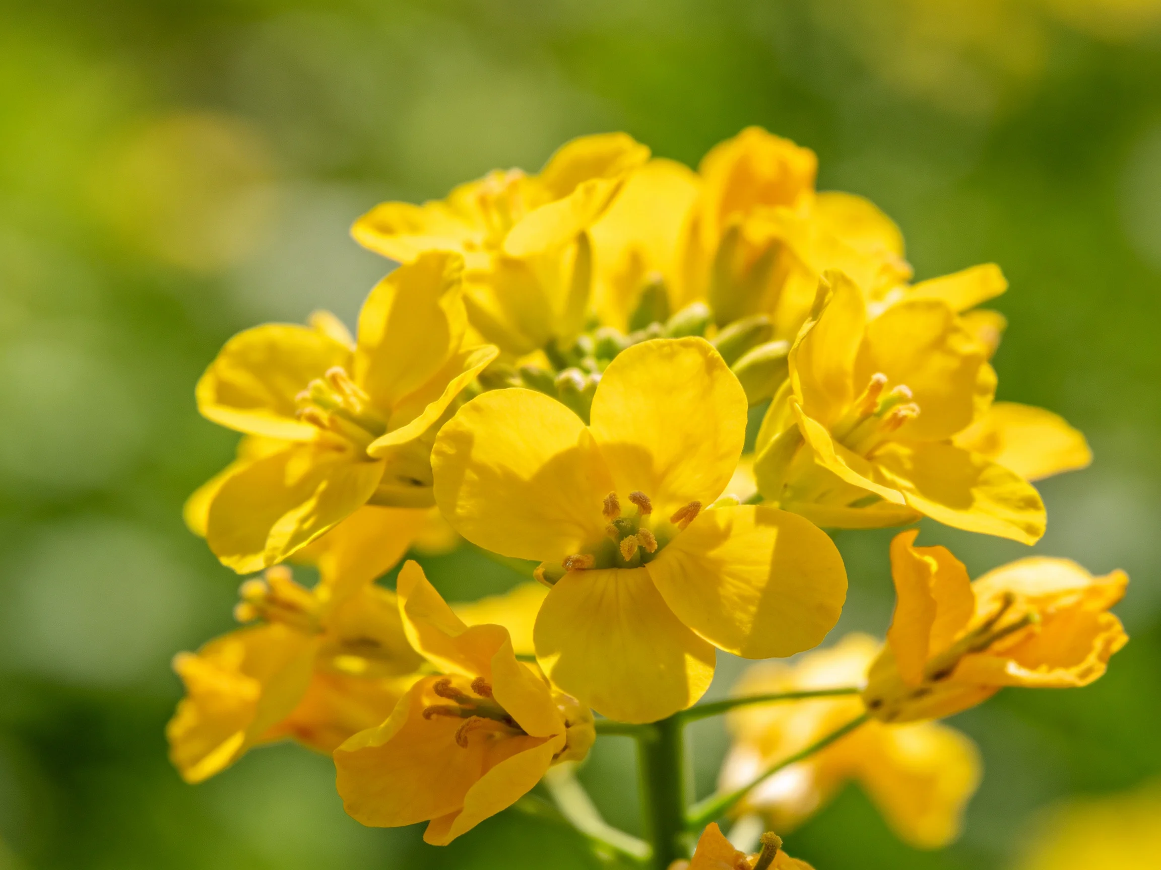 Vibrant yellow rapeseed flower cluster with soft green backdrop