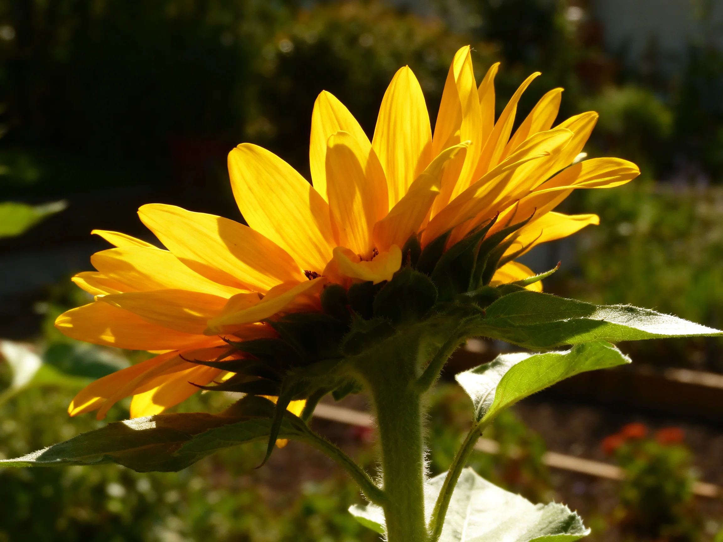Vibrant yellow sunflower blooms in a sunlit garden