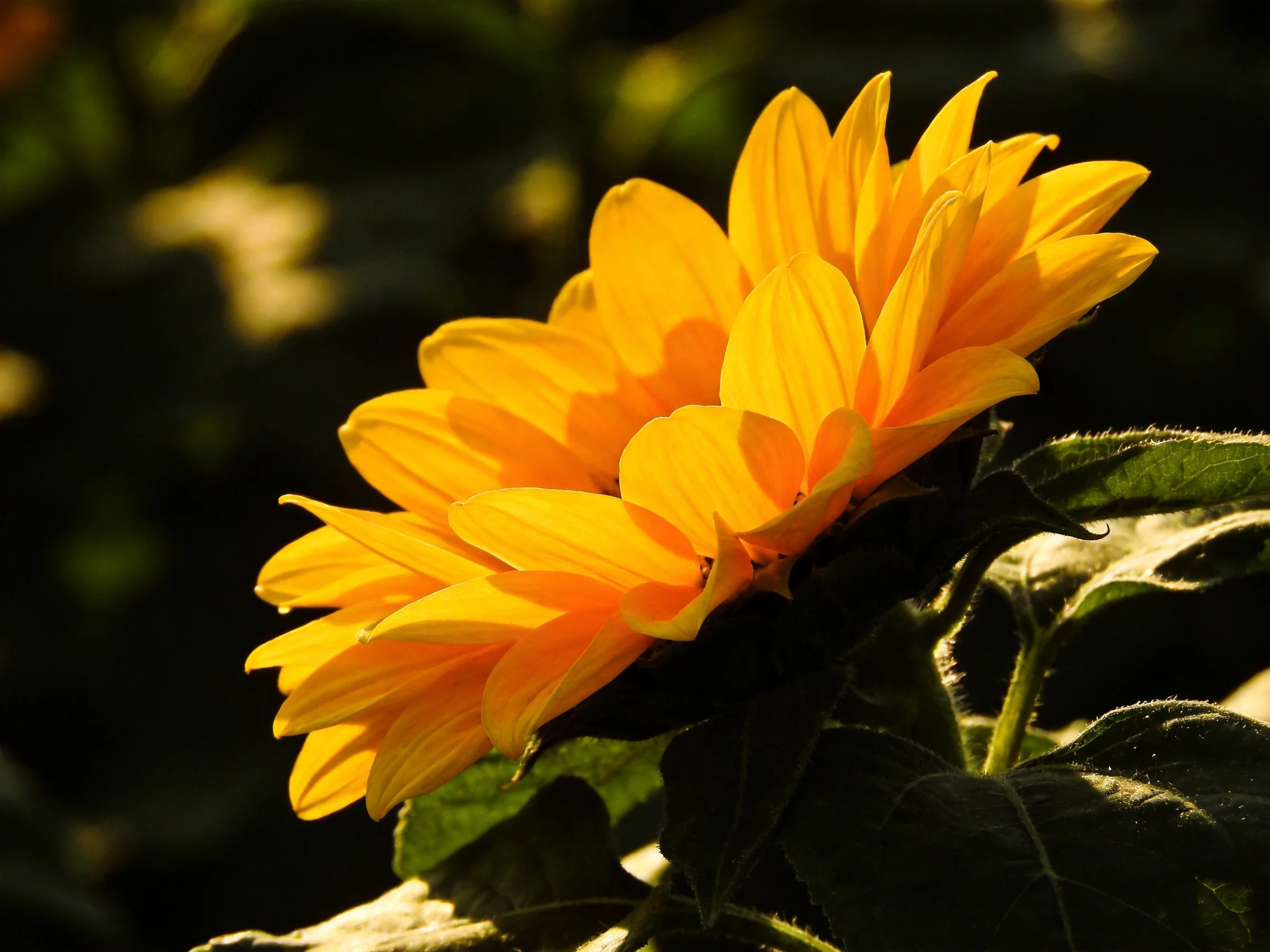 Vibrant yellow sunflower blooms with dark green foliage