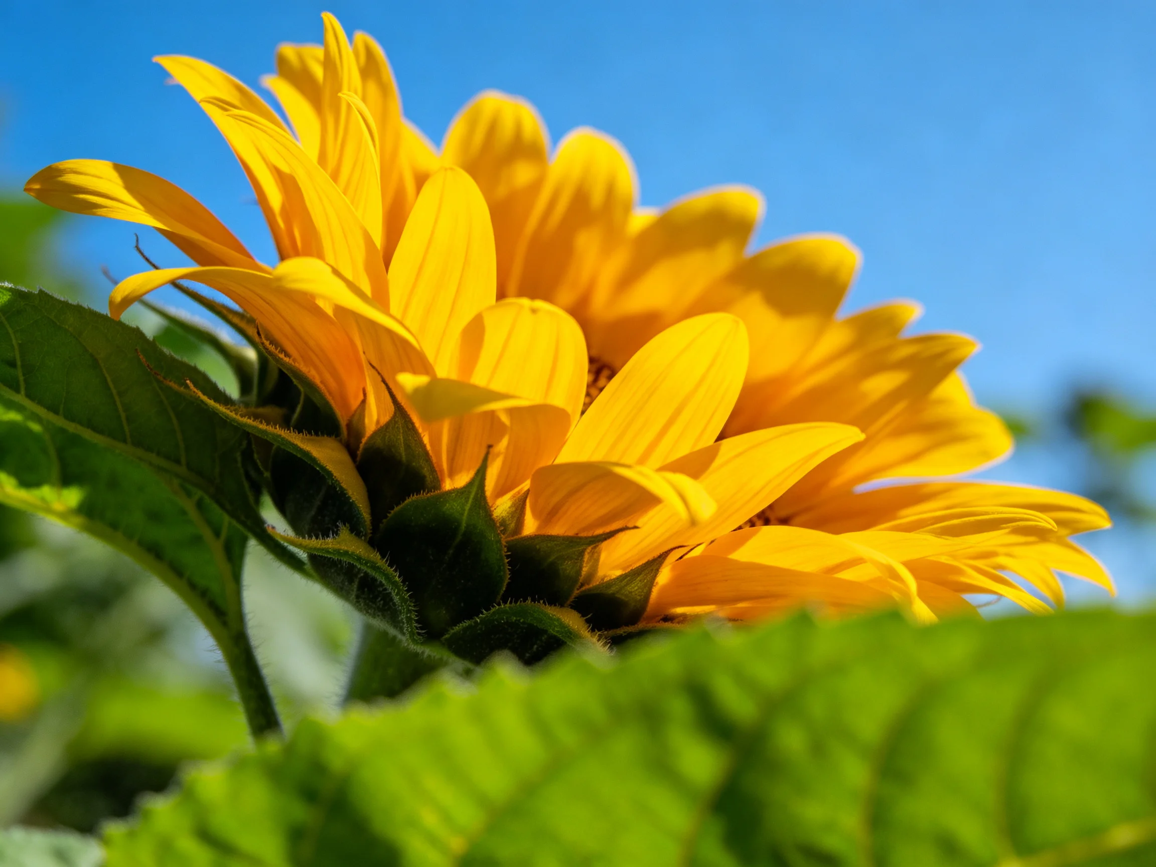 Vibrant yellow sunflower with green leaves under clear blue sky