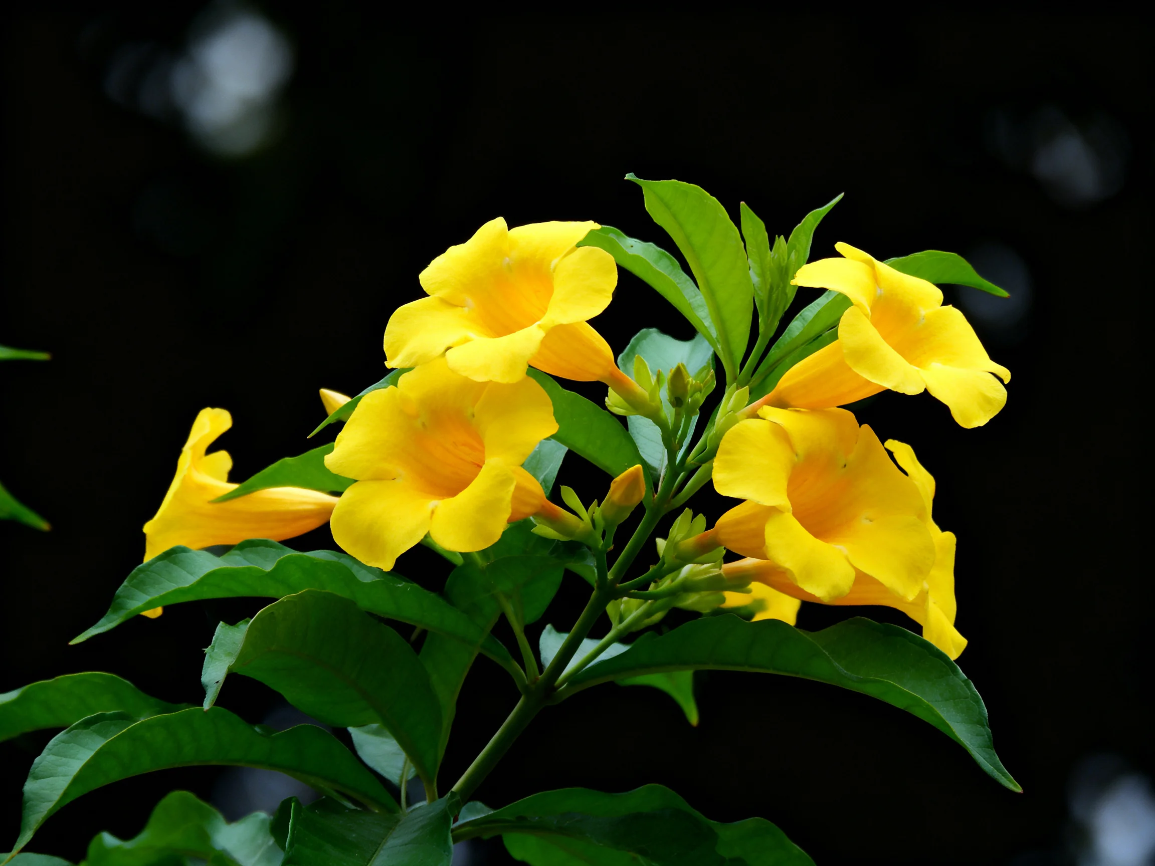 Vibrant yellow trumpet flowers bloom among glossy green leaves