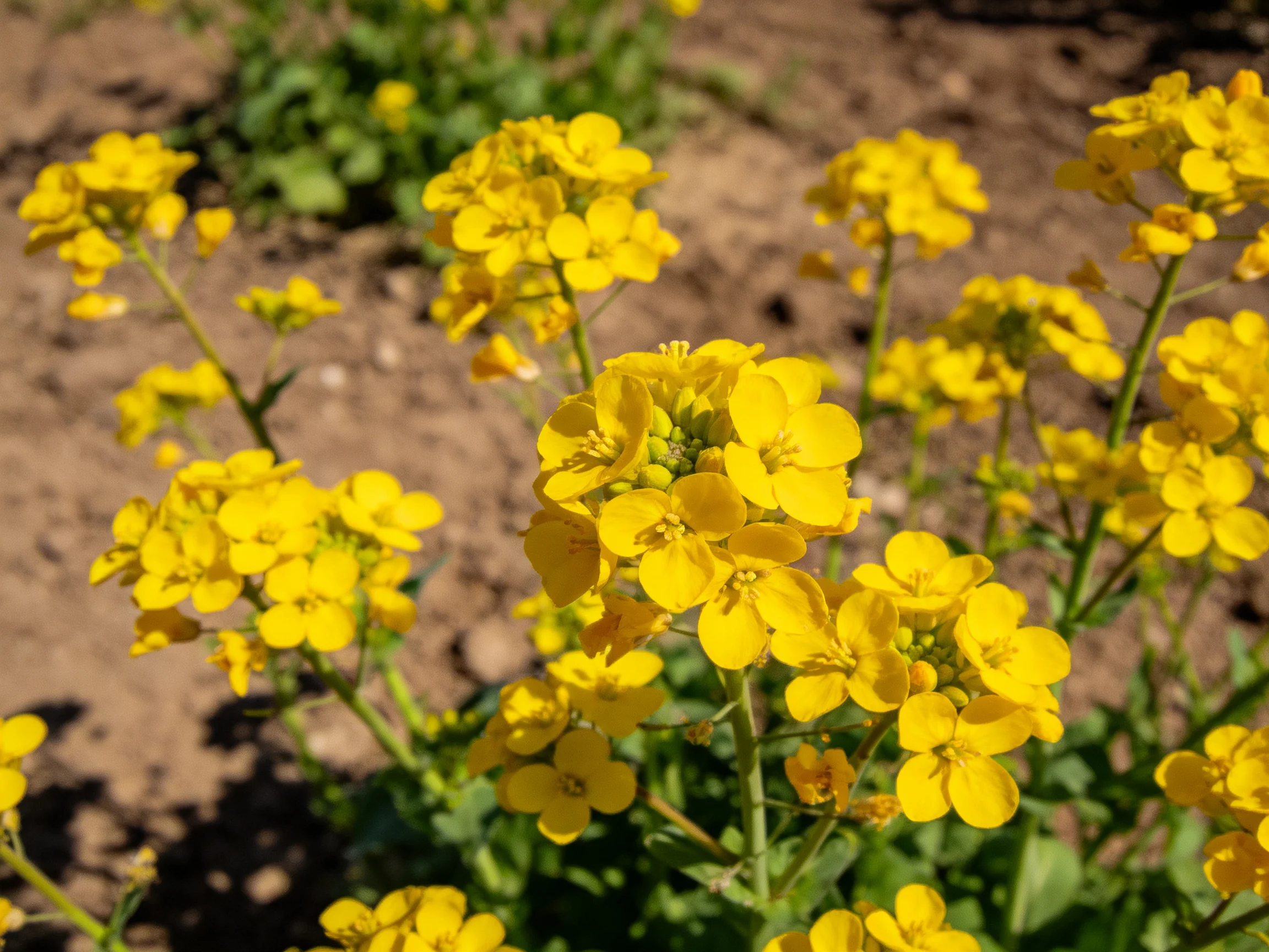 Vibrant yellow wildflowers bloom abundantly near earthy soil