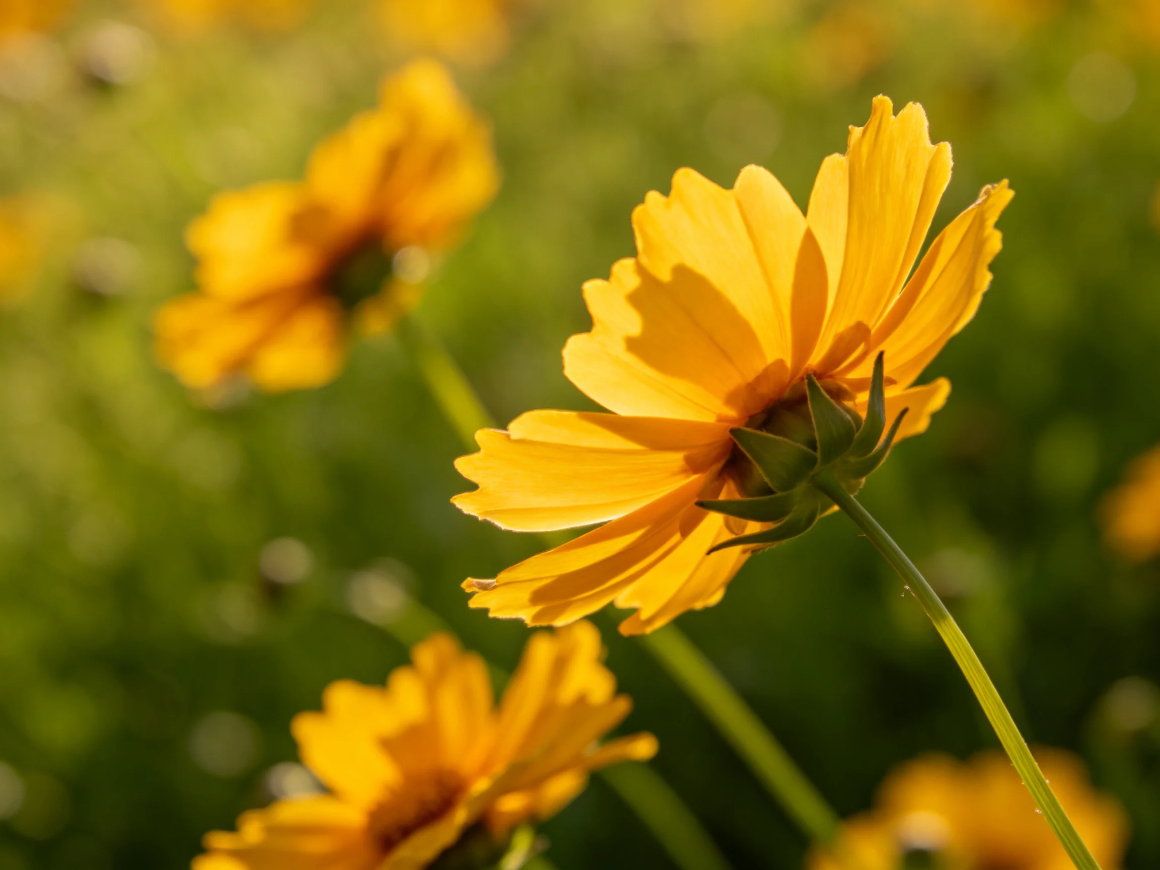 Vibrant yellow wildflowers bloom amid lush greenery