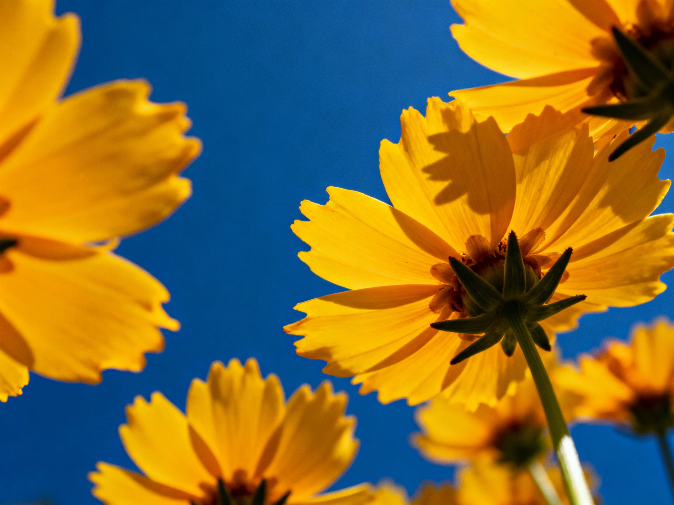 Vibrant yellow wildflowers bloom beneath a clear blue sky