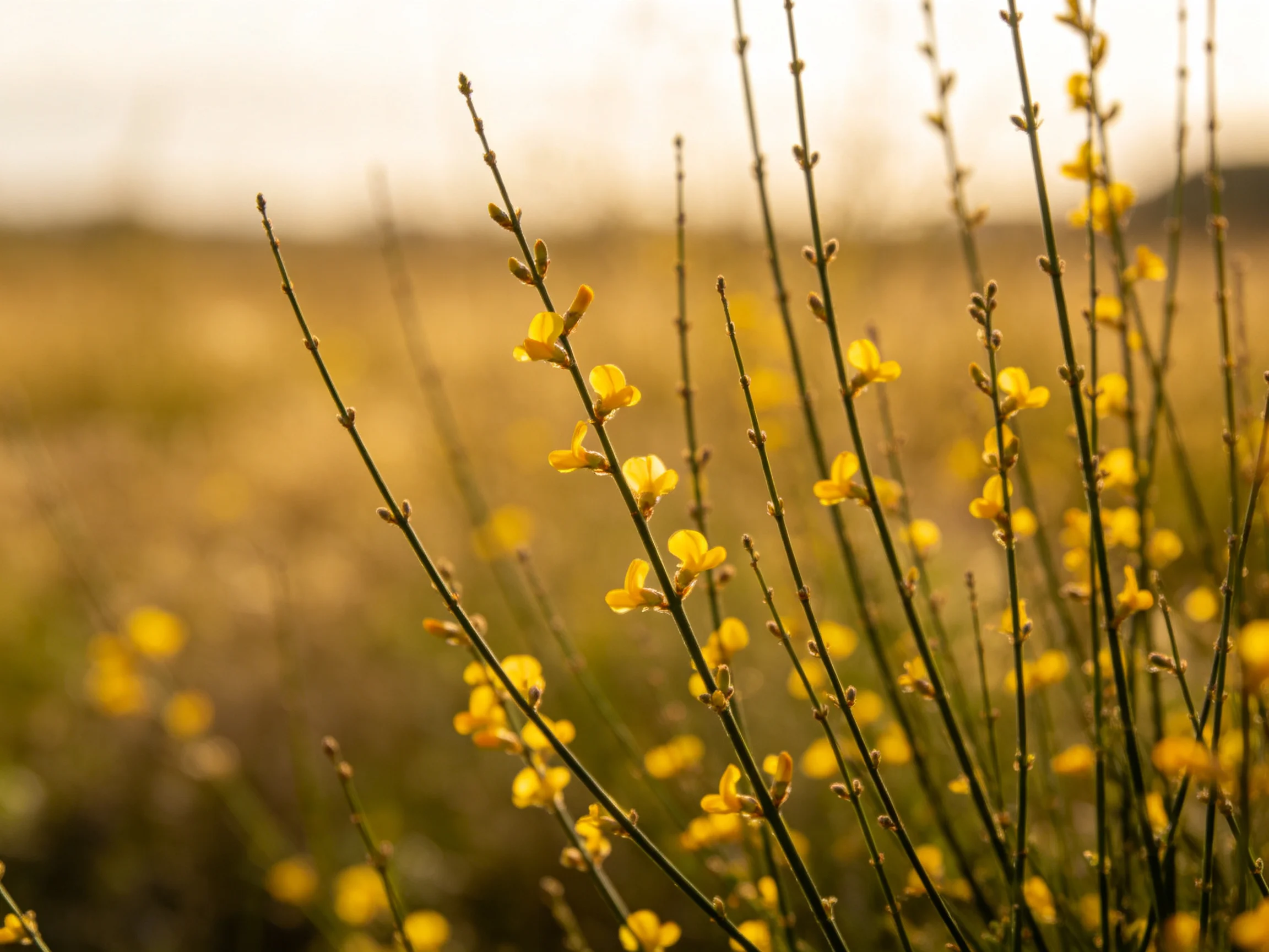 Vibrant yellow wildflowers grow on slender stems in a sunlit fieldadow