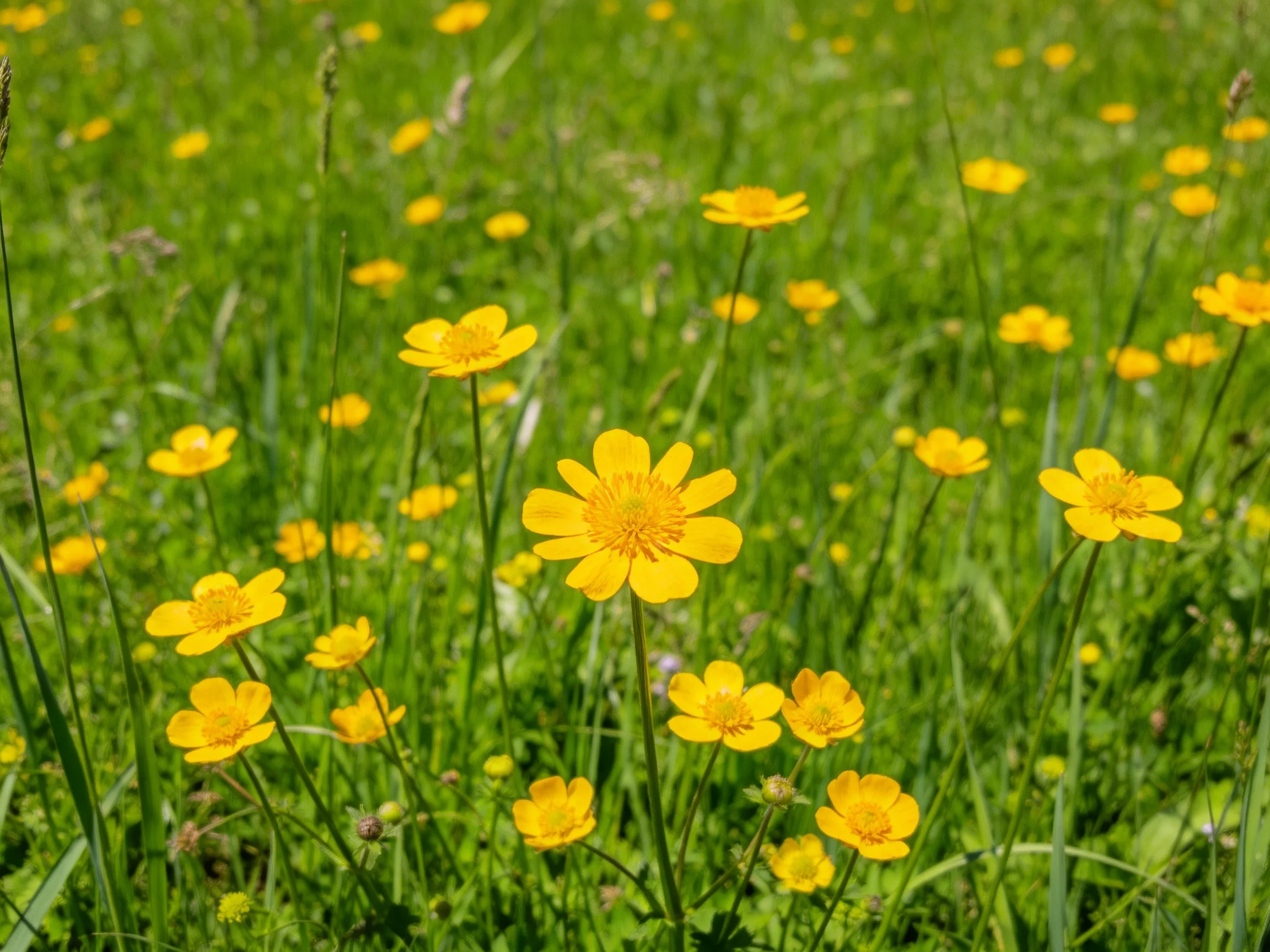 Vibrant yellow wildflowers scattered throughout lush green meadow