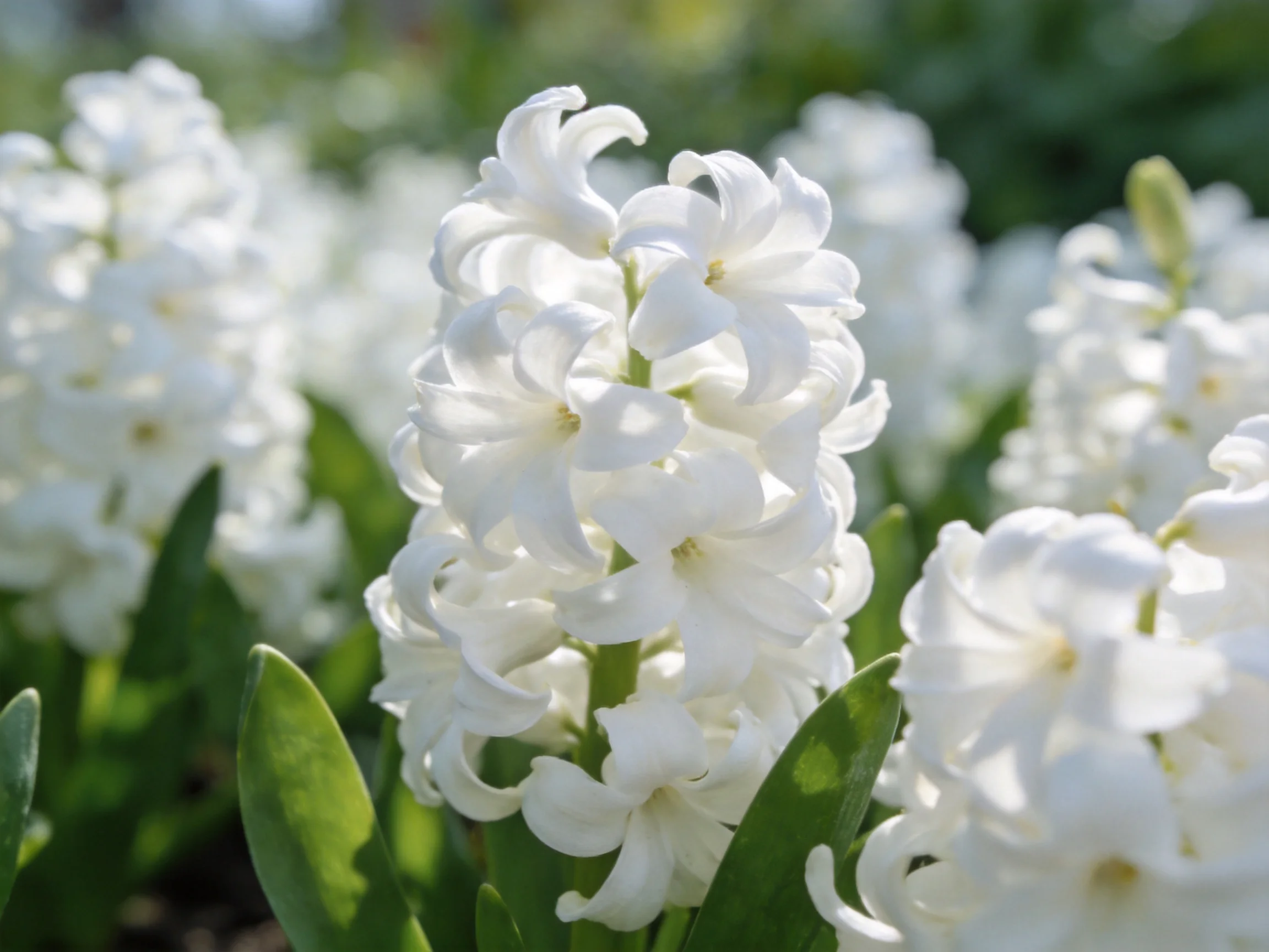 White Hyacinth Clusters with Green Foliage in Bright Garden Light