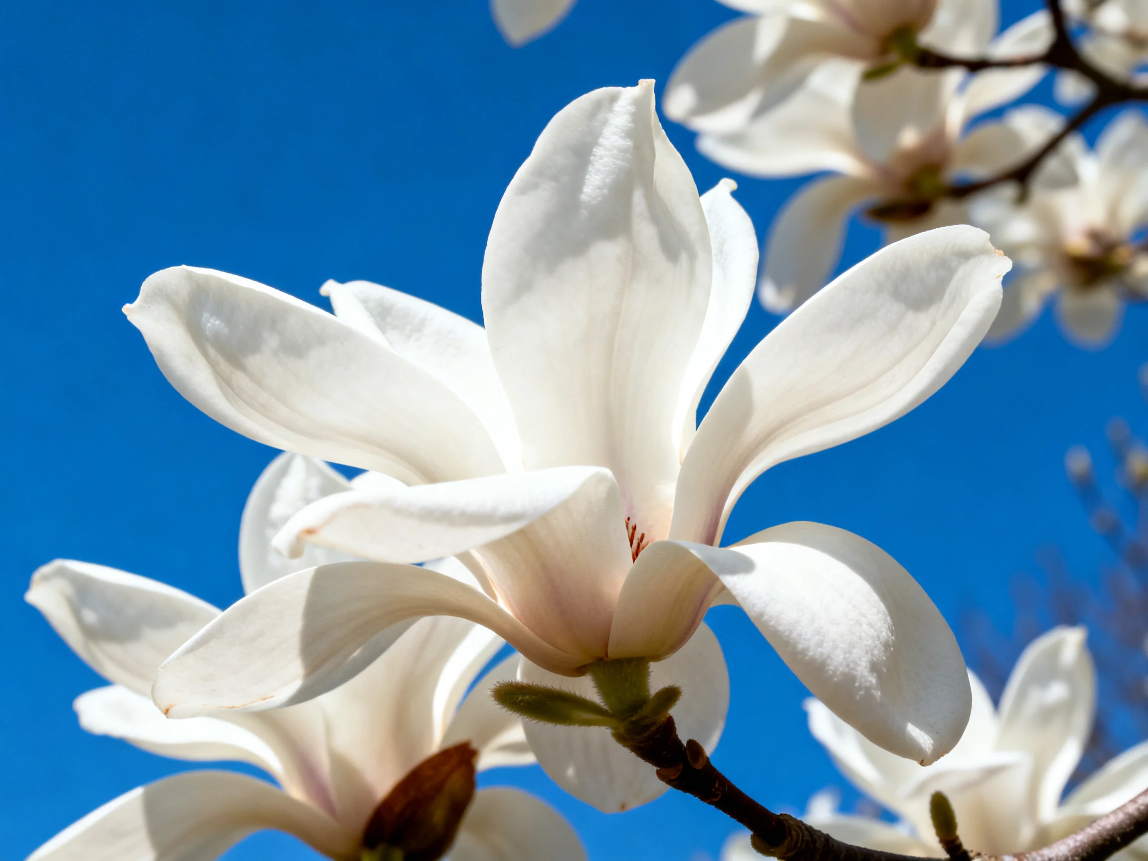 White Magnolias Bloom Vibrantly Against a Clear Blue Sky