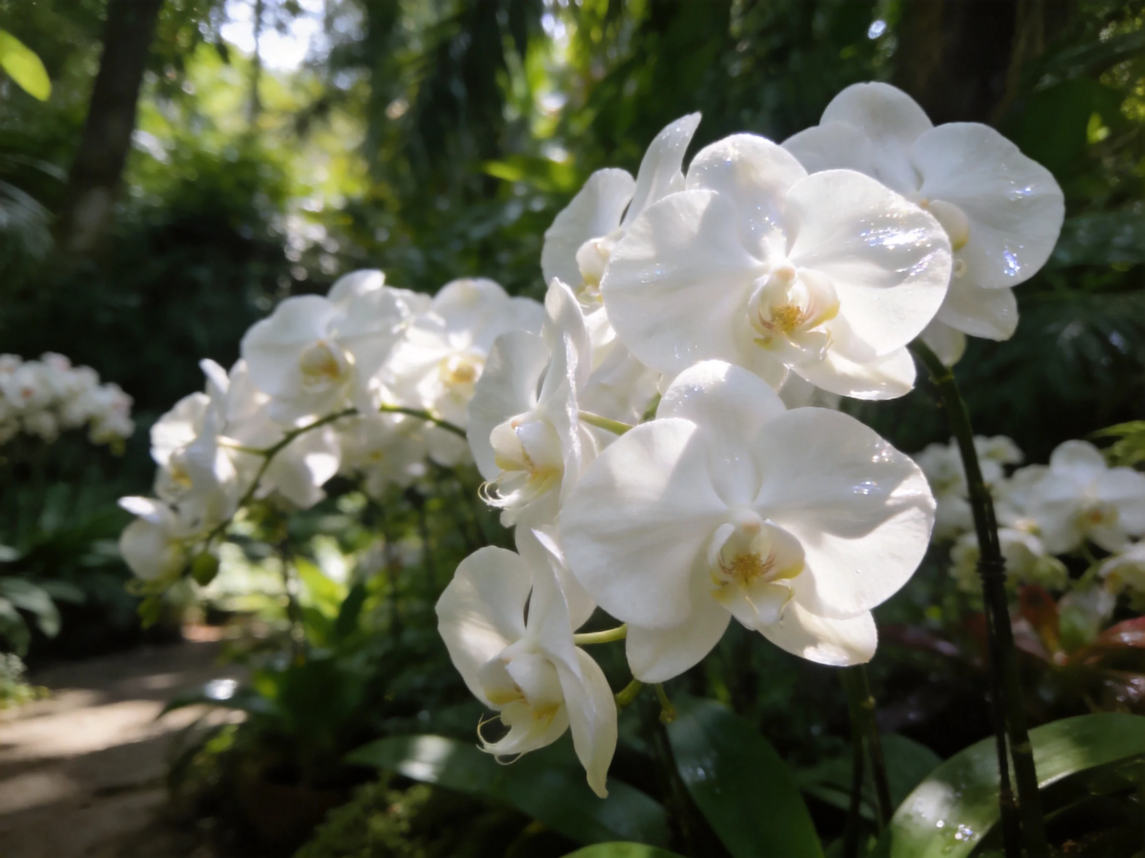 White Orchid Blooms in a Sunlit Garden with Dense Foliage