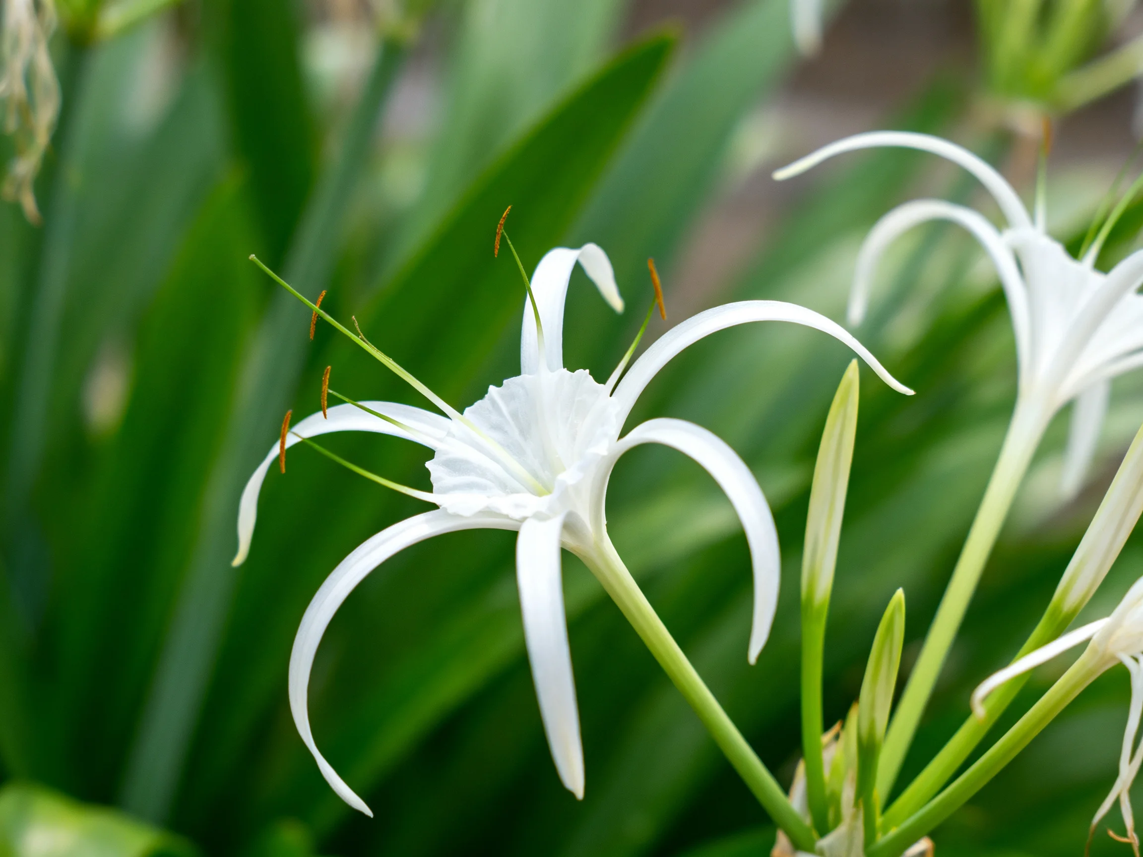 White Spider Lilies with Elongated Petals Among Green Foliage