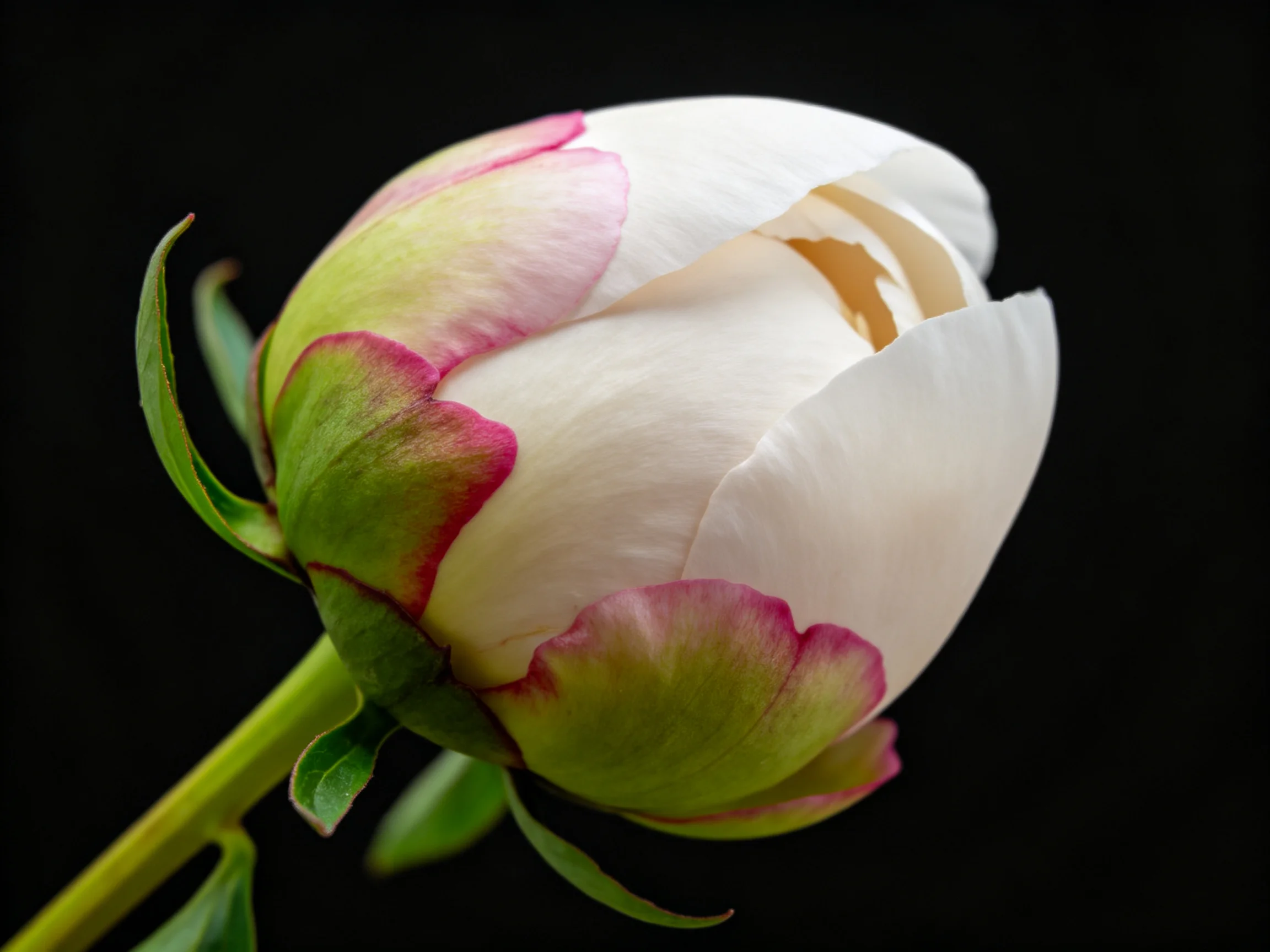 White and pink peony bud with green foliage on black background