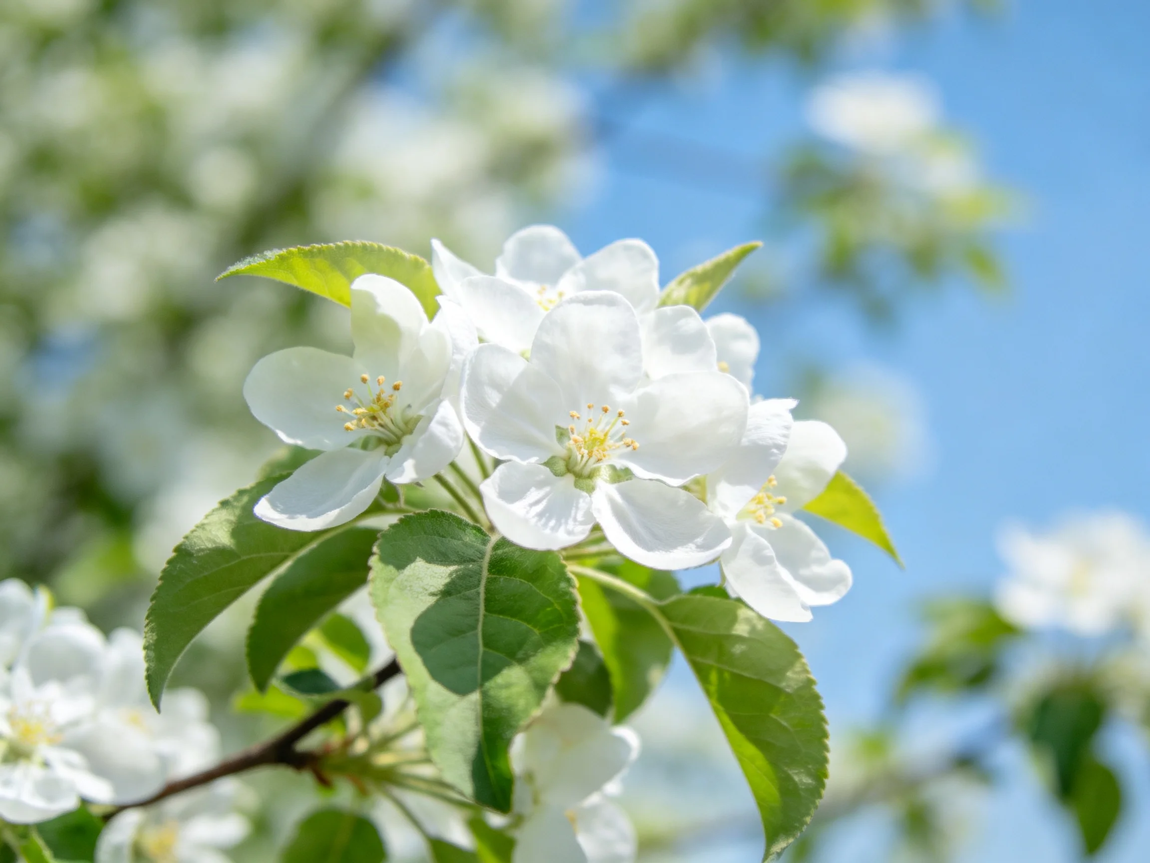 White apple blossoms bloom on a branch with green leaves under a clear blue sky