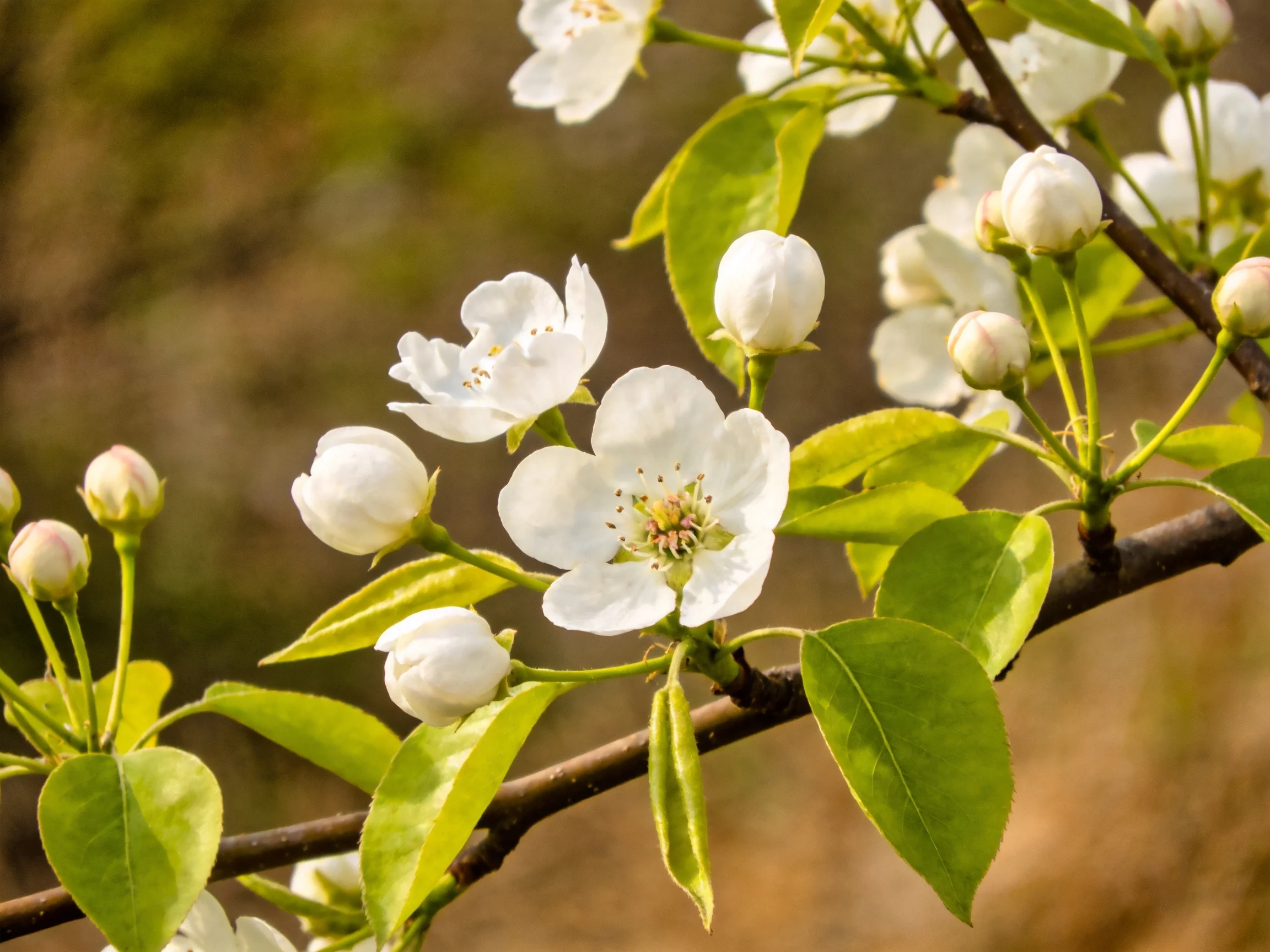 White blossoms and vibrant green leaves on slender branches