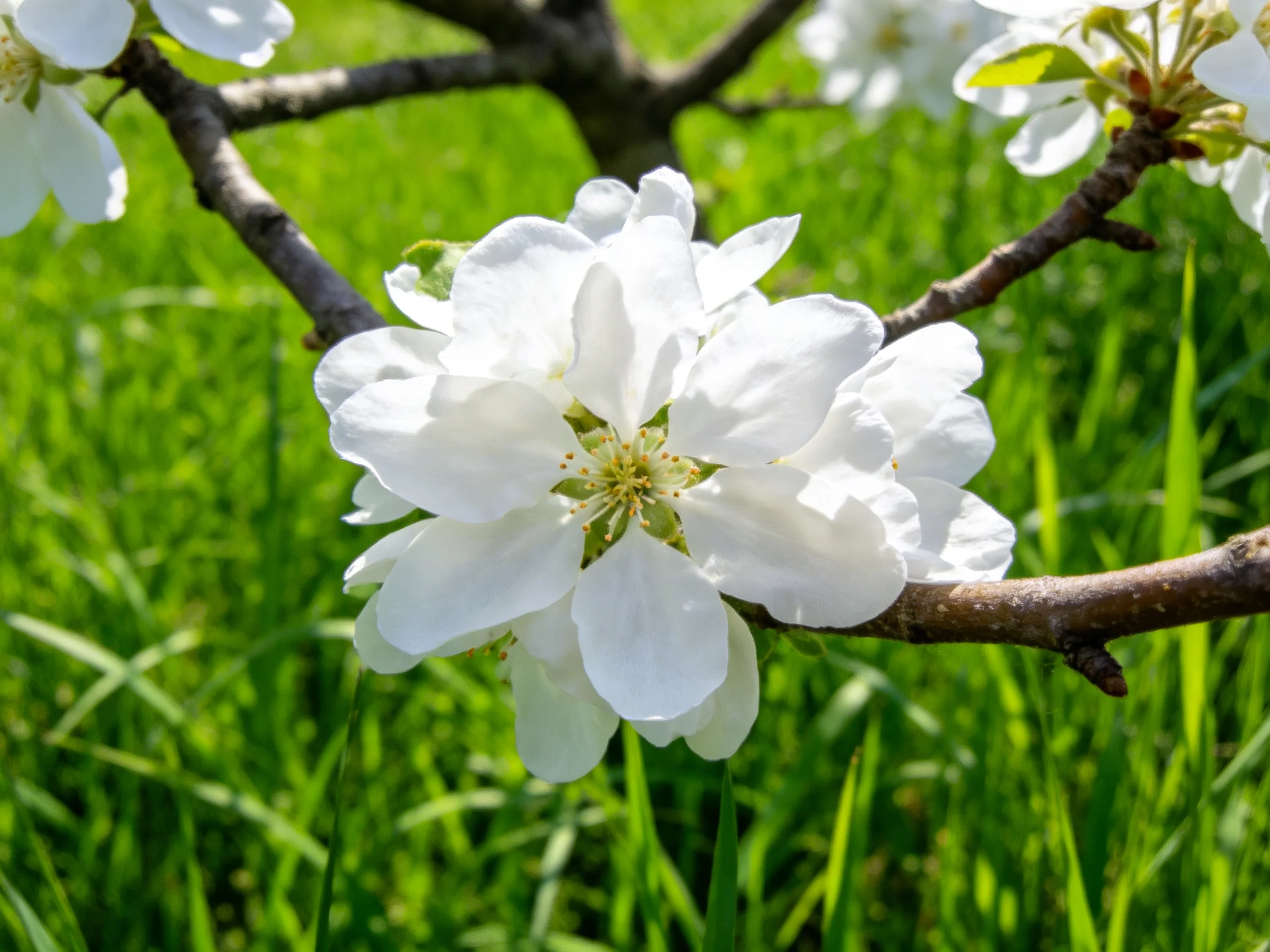 White blossoms bloom on a brown tree branch with lush green grass