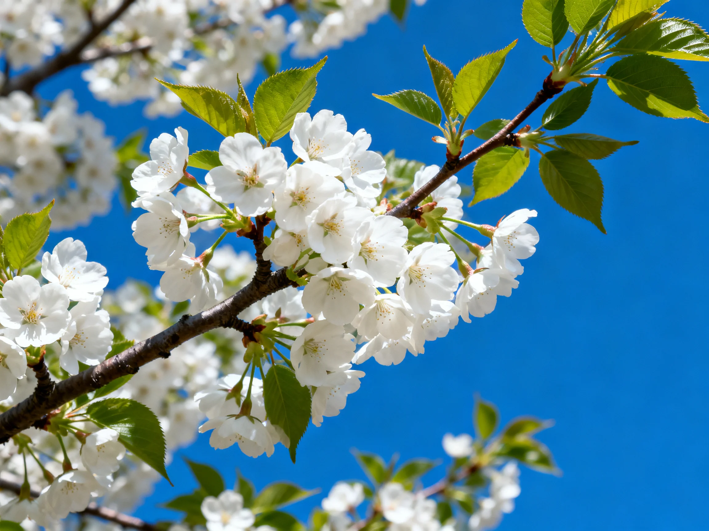 Cherry blossoms bloom under a clear blue sky.