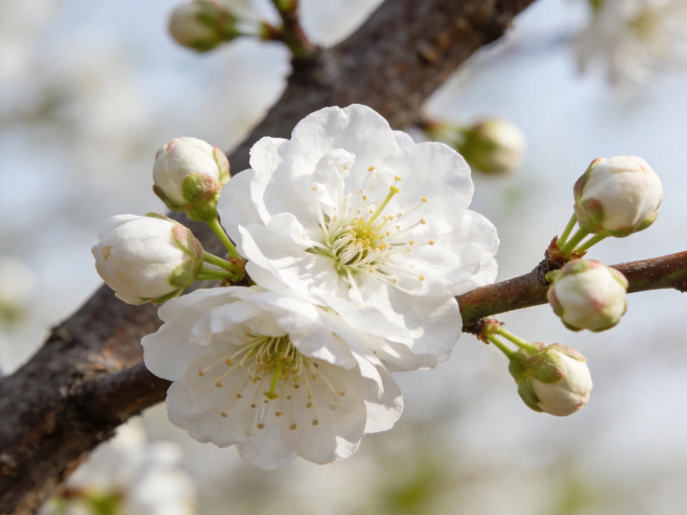 White cherry blossoms bloom among closed flower buds on a dark branch