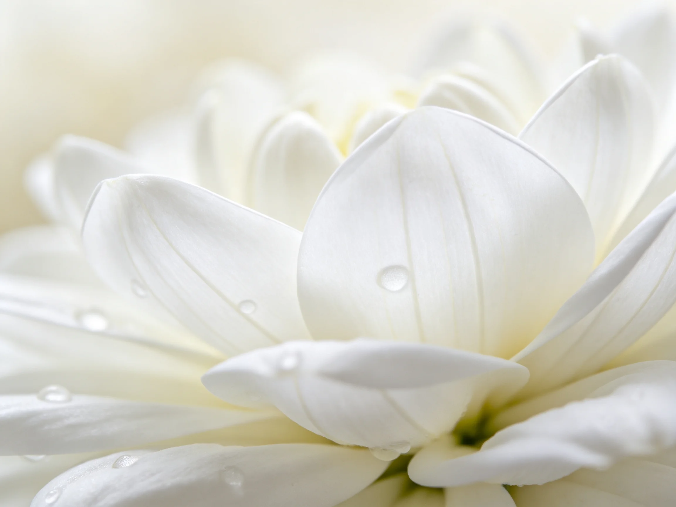 White chrysanthemum petals with glistening dewdrops