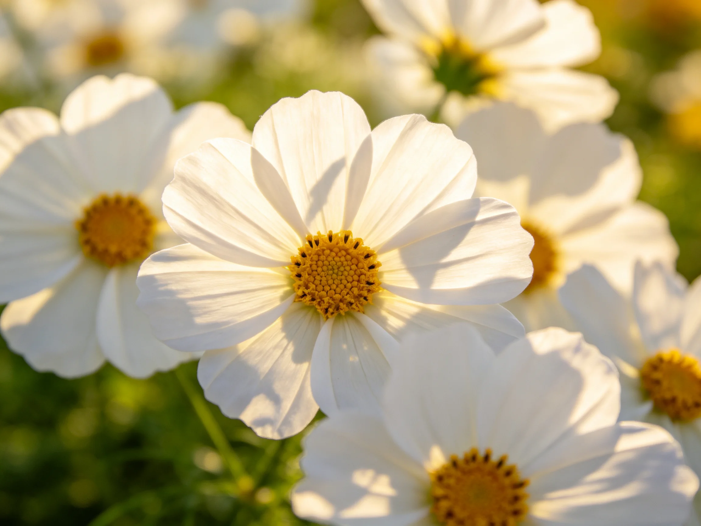 White cosmos flowers with golden centers blooming in a sunlit garden