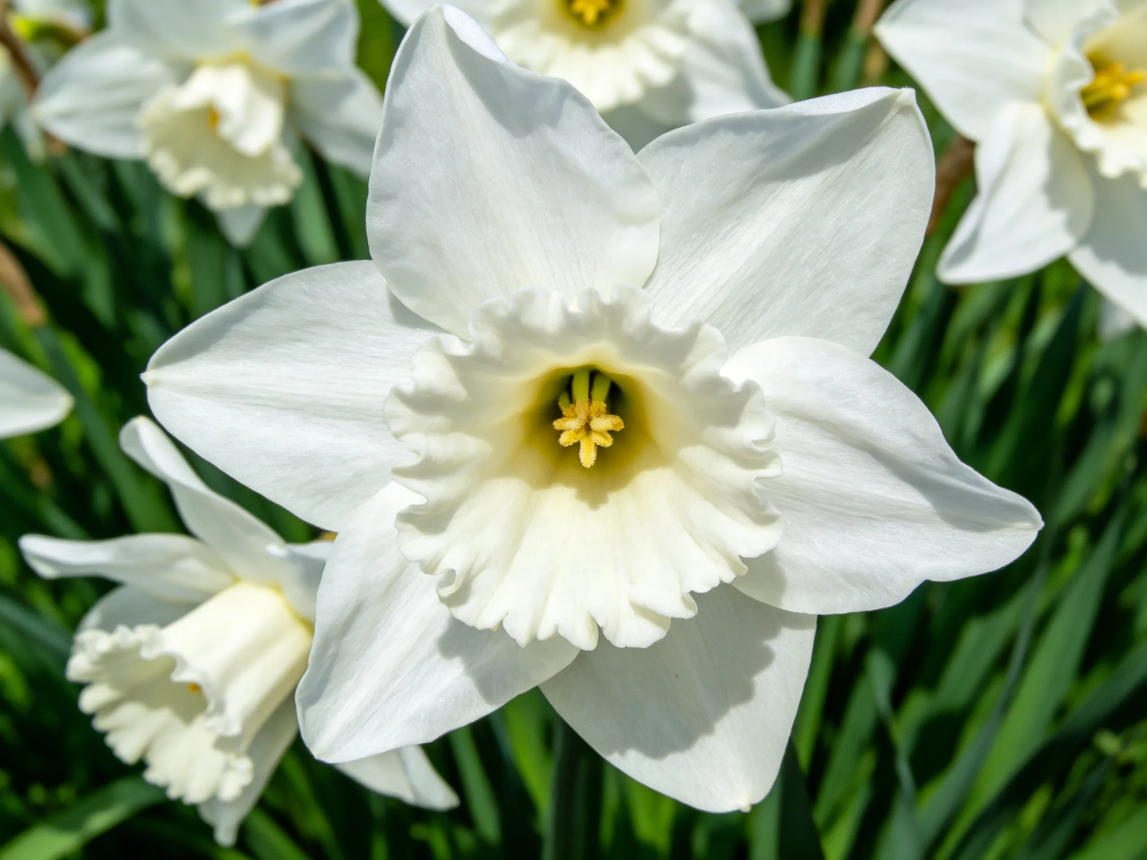 White daffodils with ruffled centers bloom amid lush green foliage
