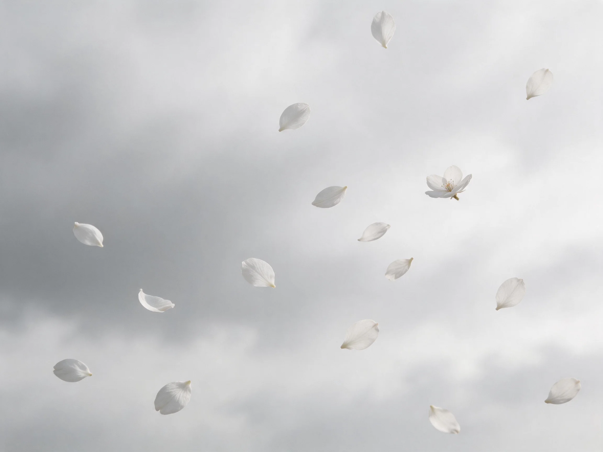 White flower petals and blooms drift against a soft gray sky
